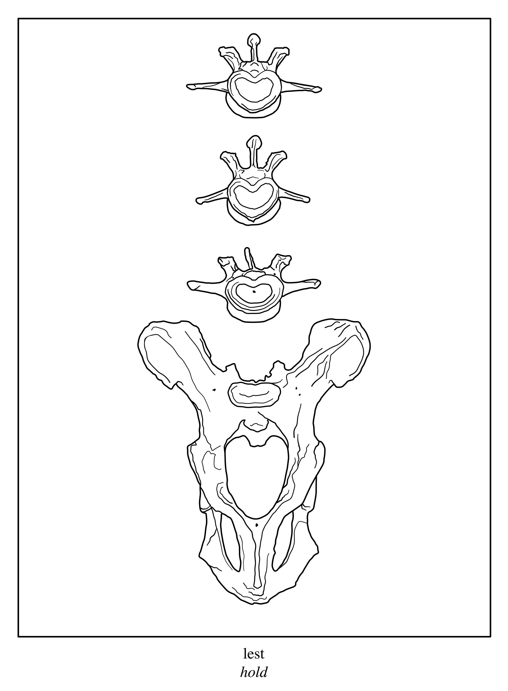 Pelvis (v3).jpg