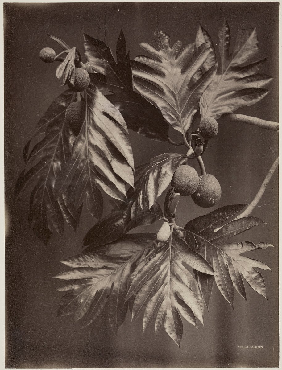  Felix Morin (French, active 1869 – 1896),  Calabash Tree, Trinidad,  circa 1890, albumen print, 14 × 11 inches. Art Gallery of Ontario. Montgomery Collection of Caribbean Photographs. Purchase, with funds from Dr. Liza &amp; Dr. Frederick Murrell, B