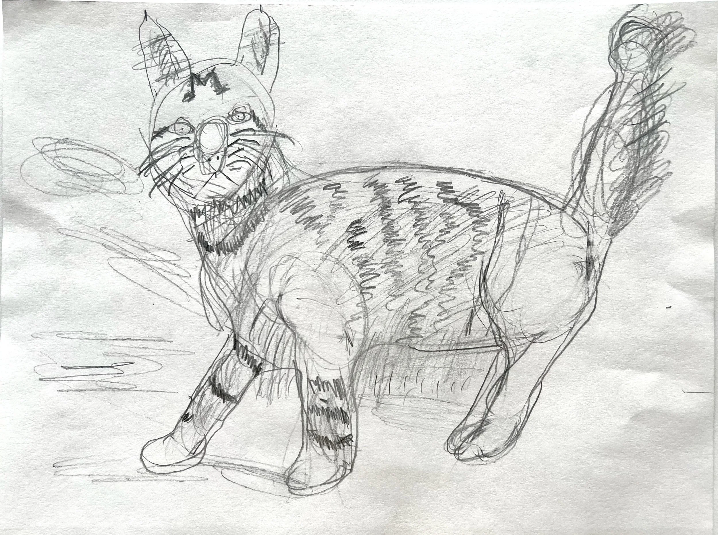 Oscar Havumaki, Maine Coon Cat