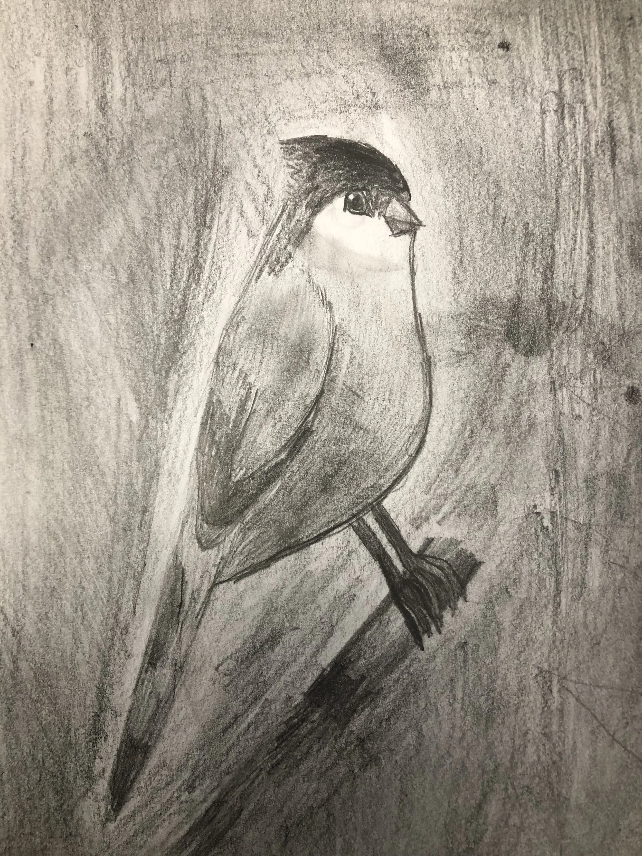 Anonymous, Nocturnal Chickadee