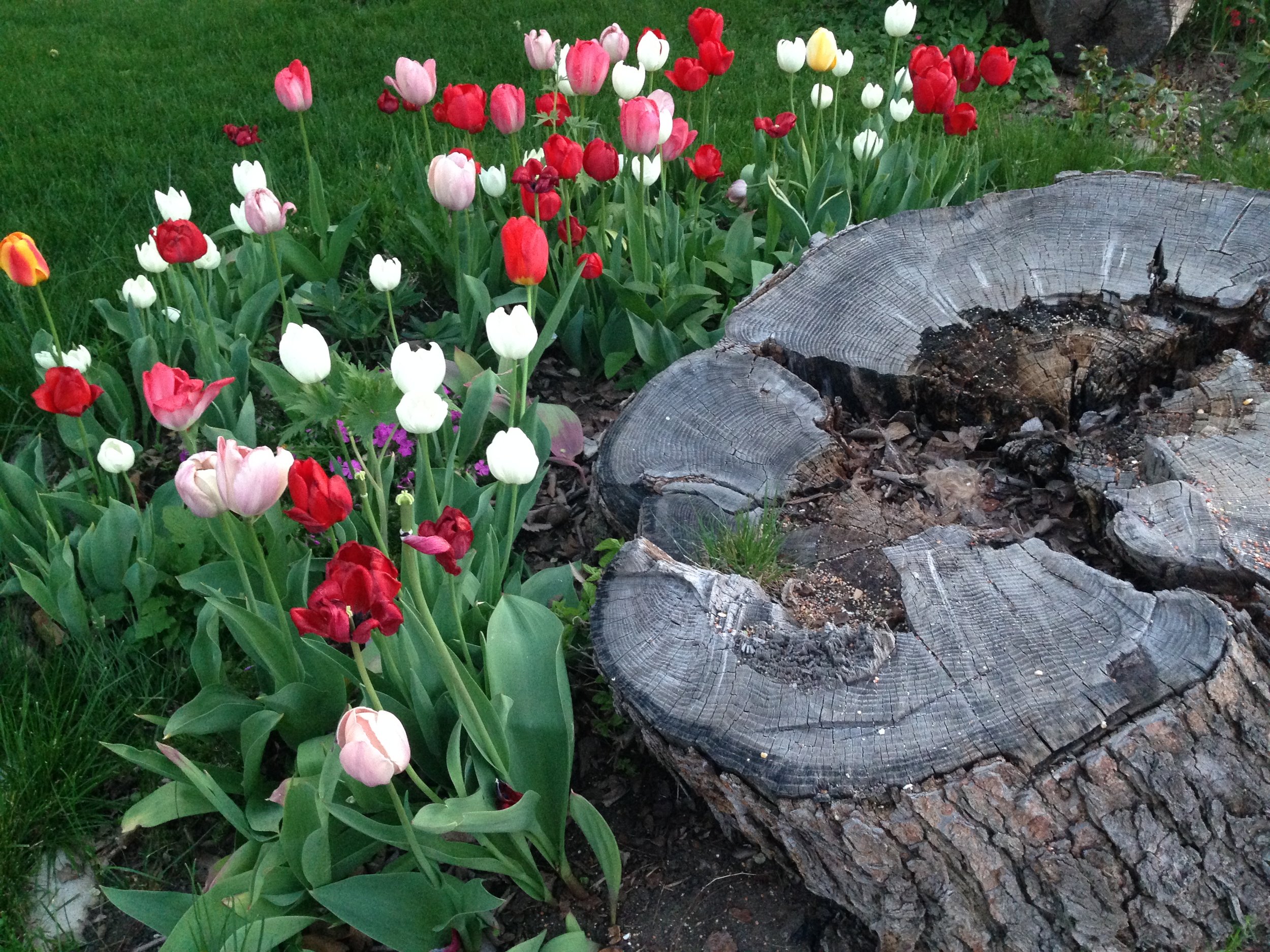  Spring tulips exhibit a desire to grow beside a tree stump in Boise’s North End. 