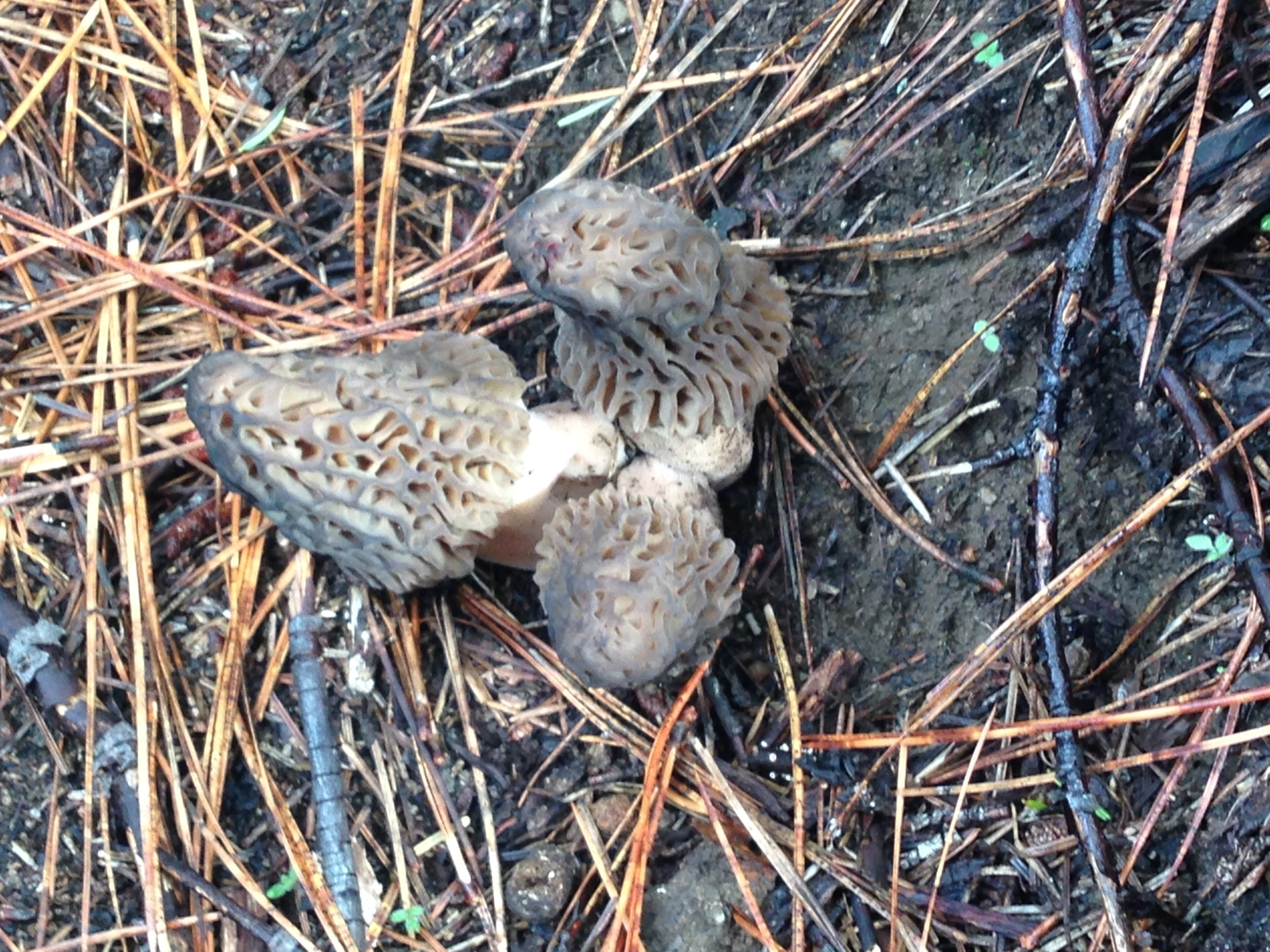  Morel mushrooms: An Idaho delicacy we look forward to every spring. They have a desire to grow, but no one will say where. 