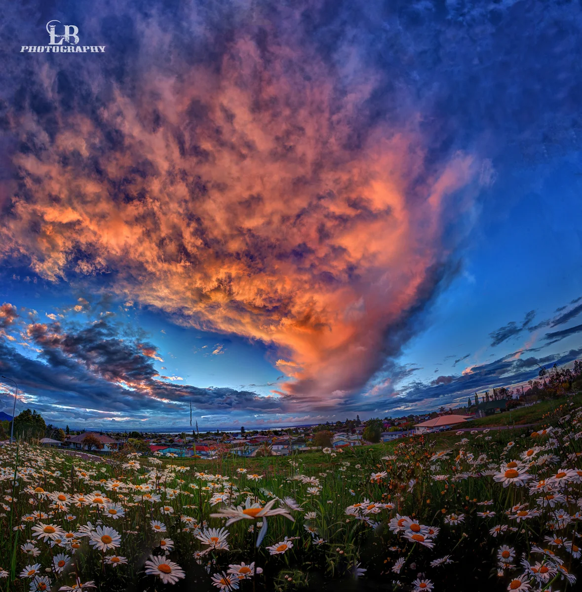 Flower Sunset Panorama Small 2 - LB-Photography.jpg