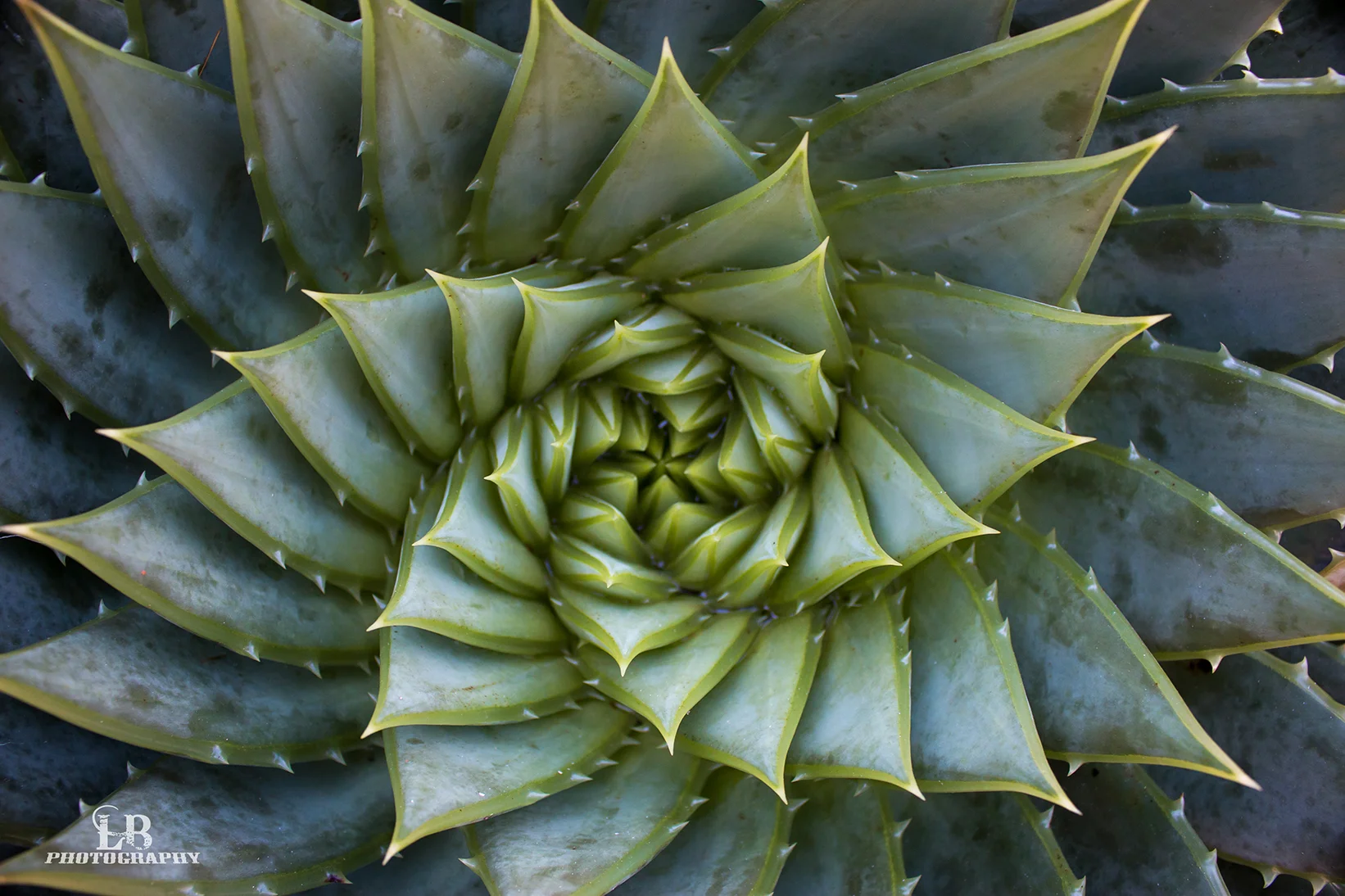 Gardens of world Spiral.jpg