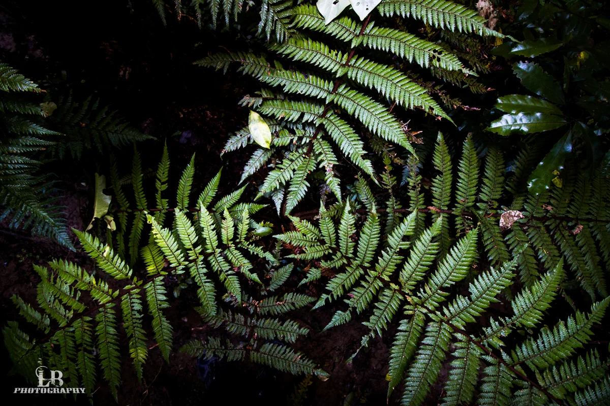IMG_6615 - LB-Photography - LB-Photography.jpg