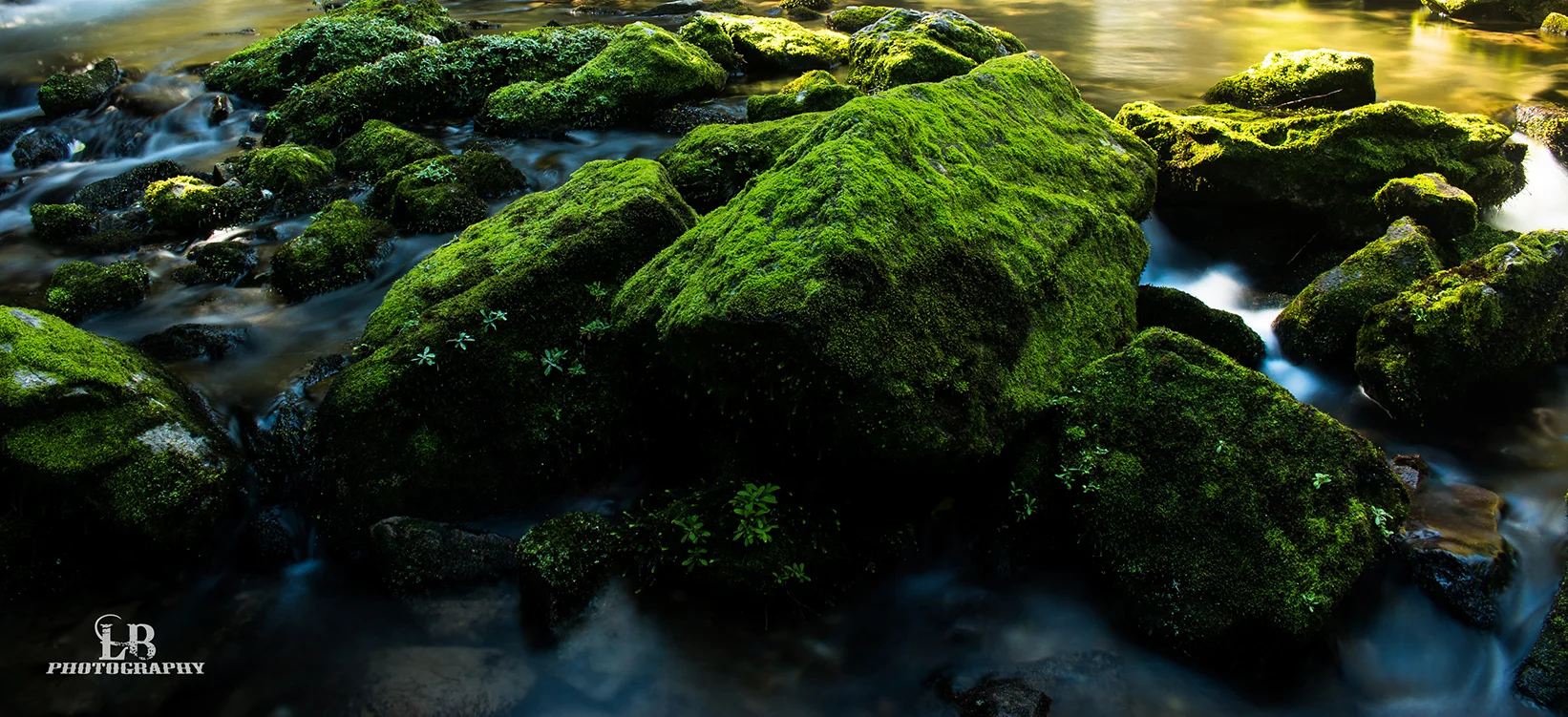 Moss Coverd.jpg