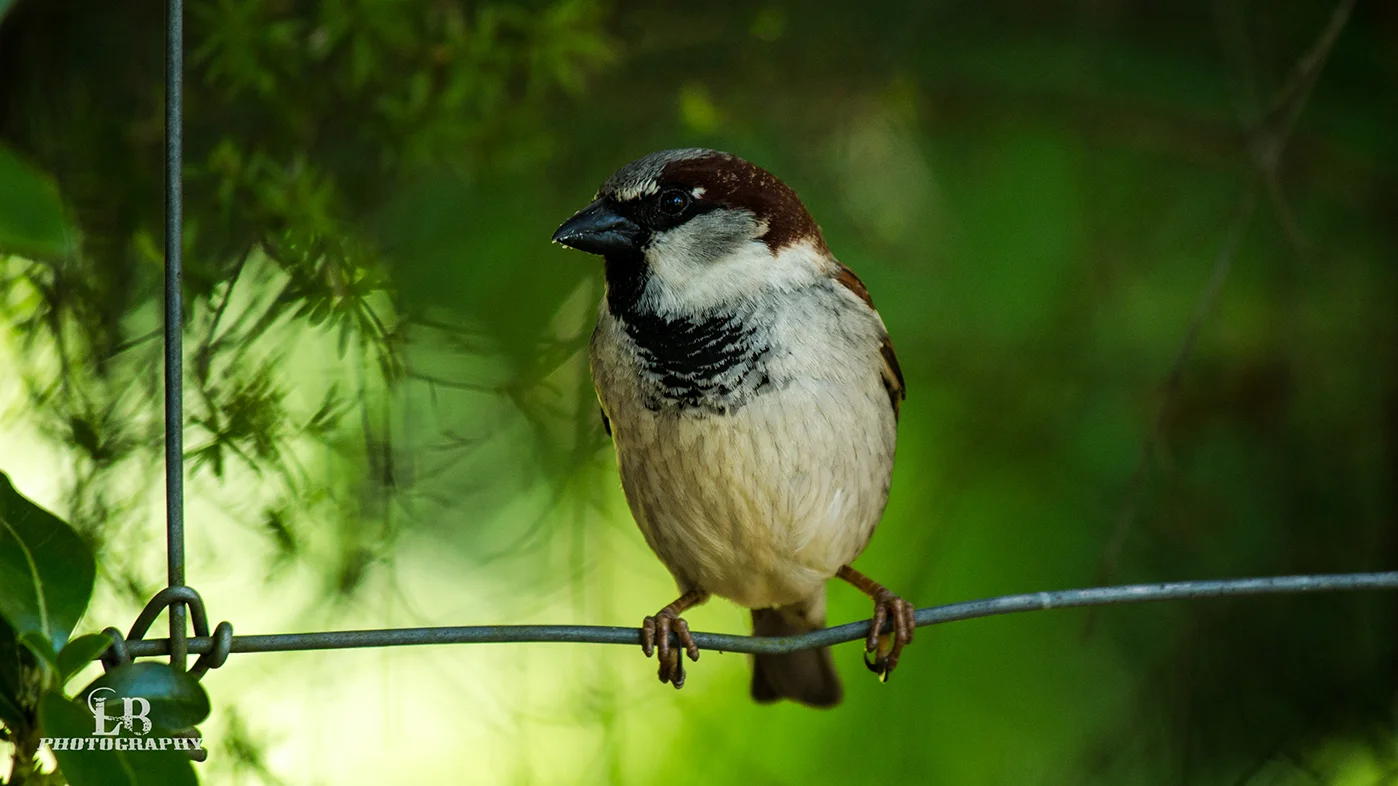 Bird Close.jpg