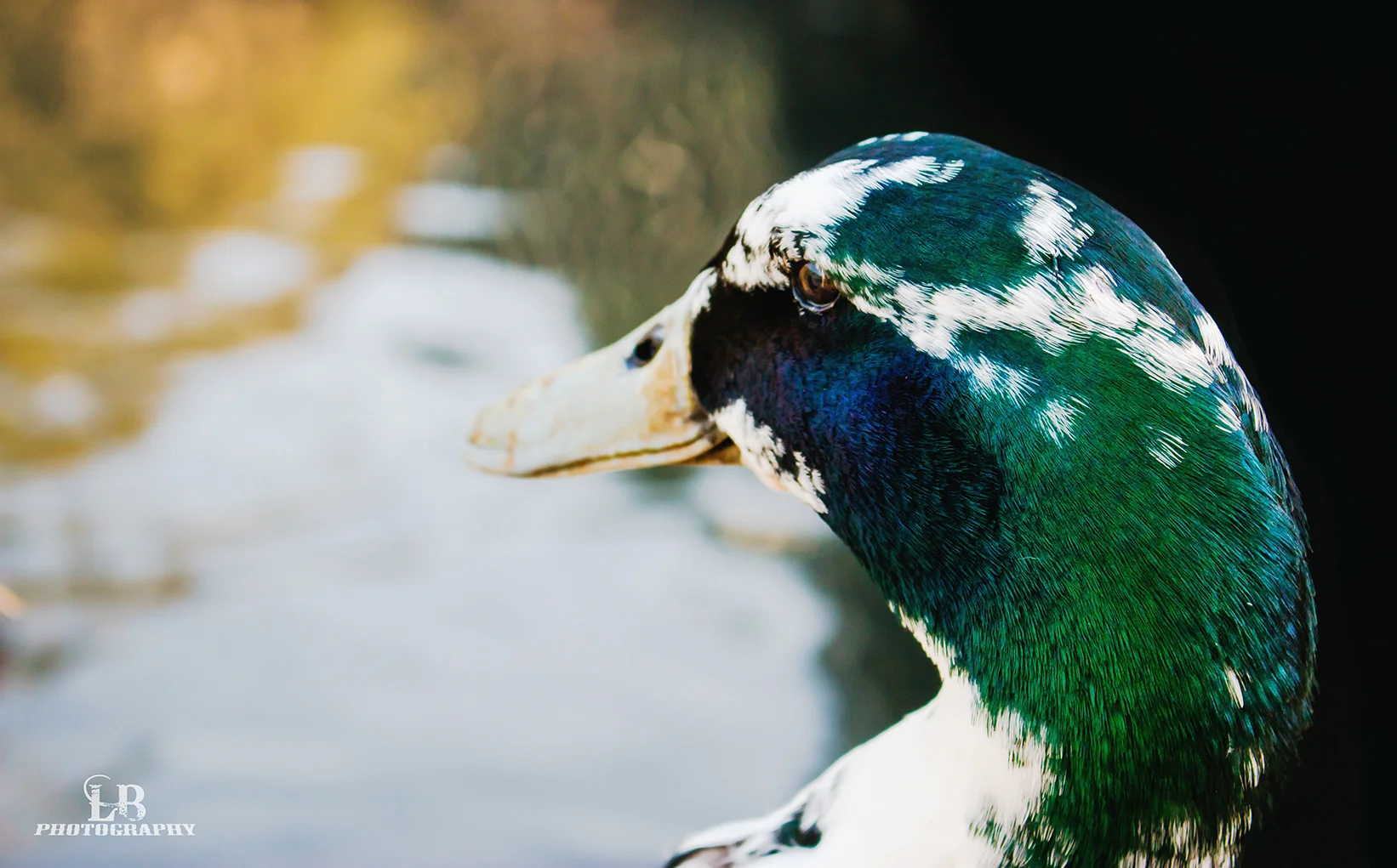 Colored Duck.jpg