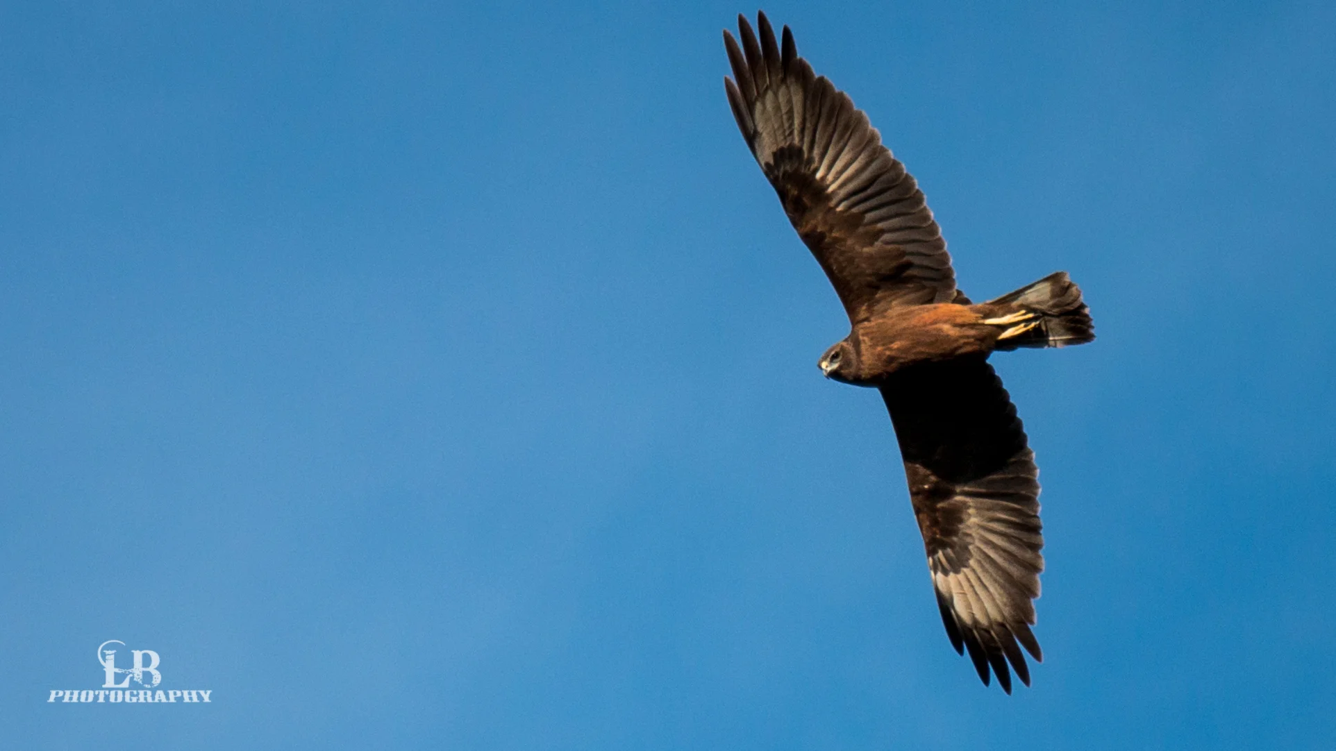 Hawk-Color.jpg