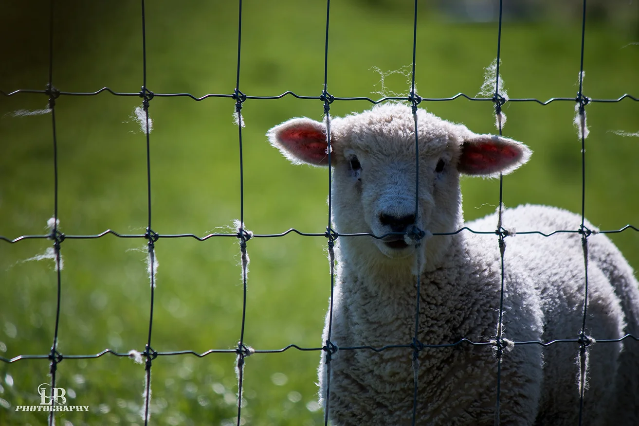 Sheep.jpg