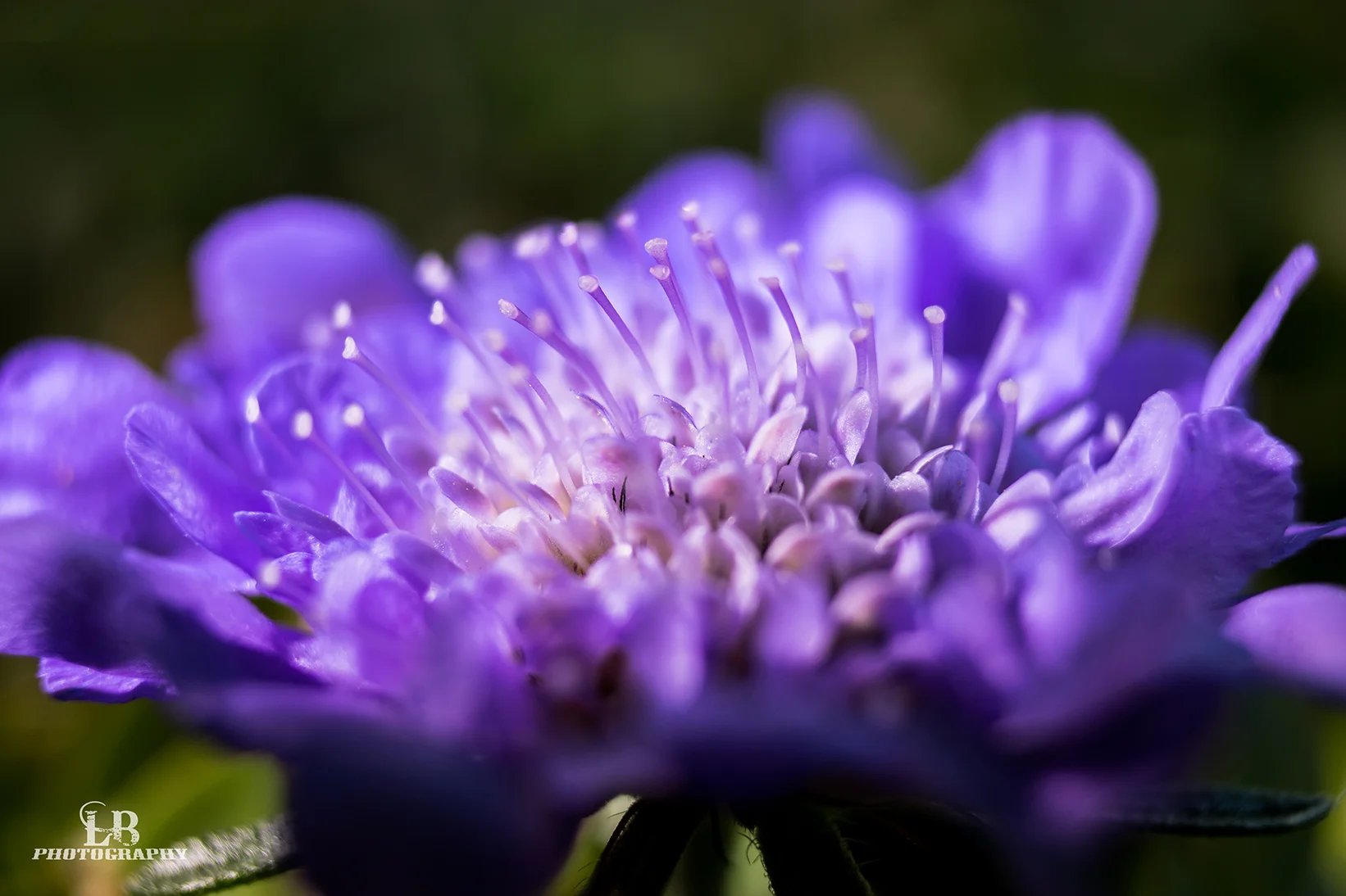IMG_4820.jpg