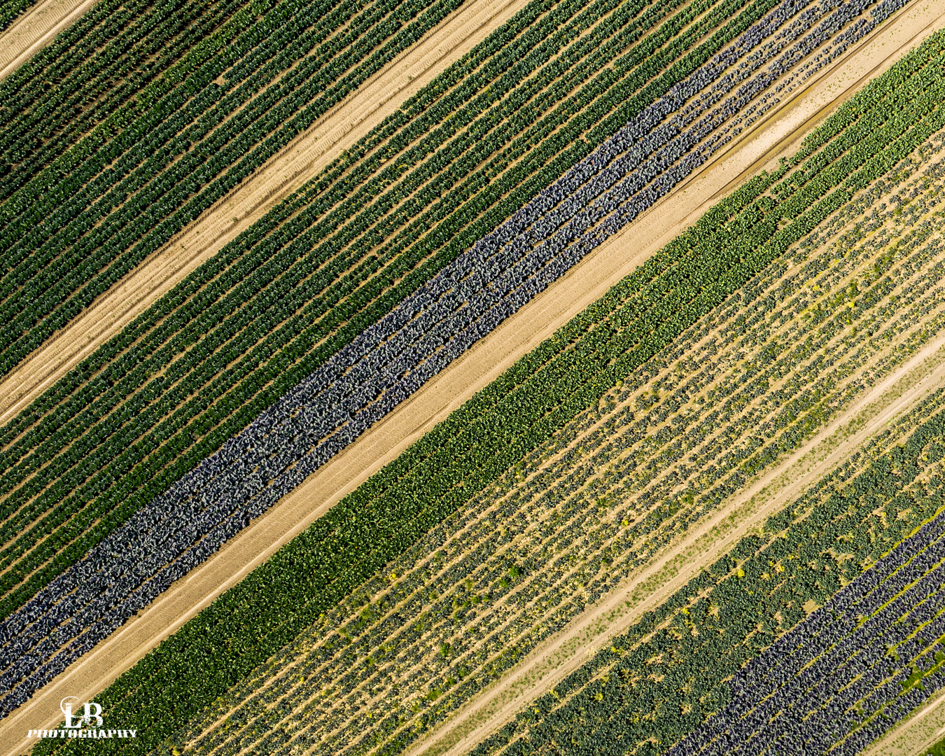 DJI_0342.jpg