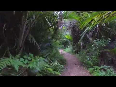New Zealand Forest Walk - 4k UHD (Copy)