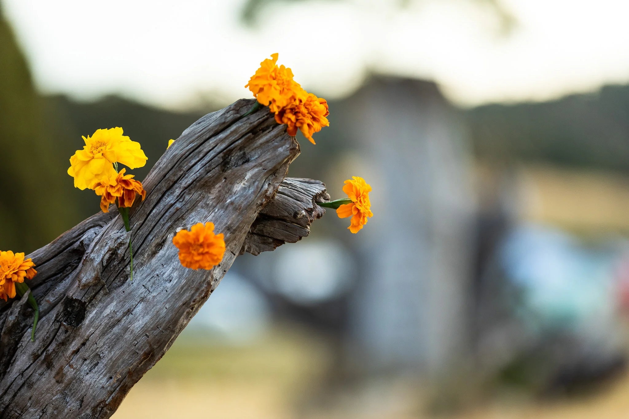 ©Leroy_Bull_Luminate-2019-190131-LBP_8134.JPG