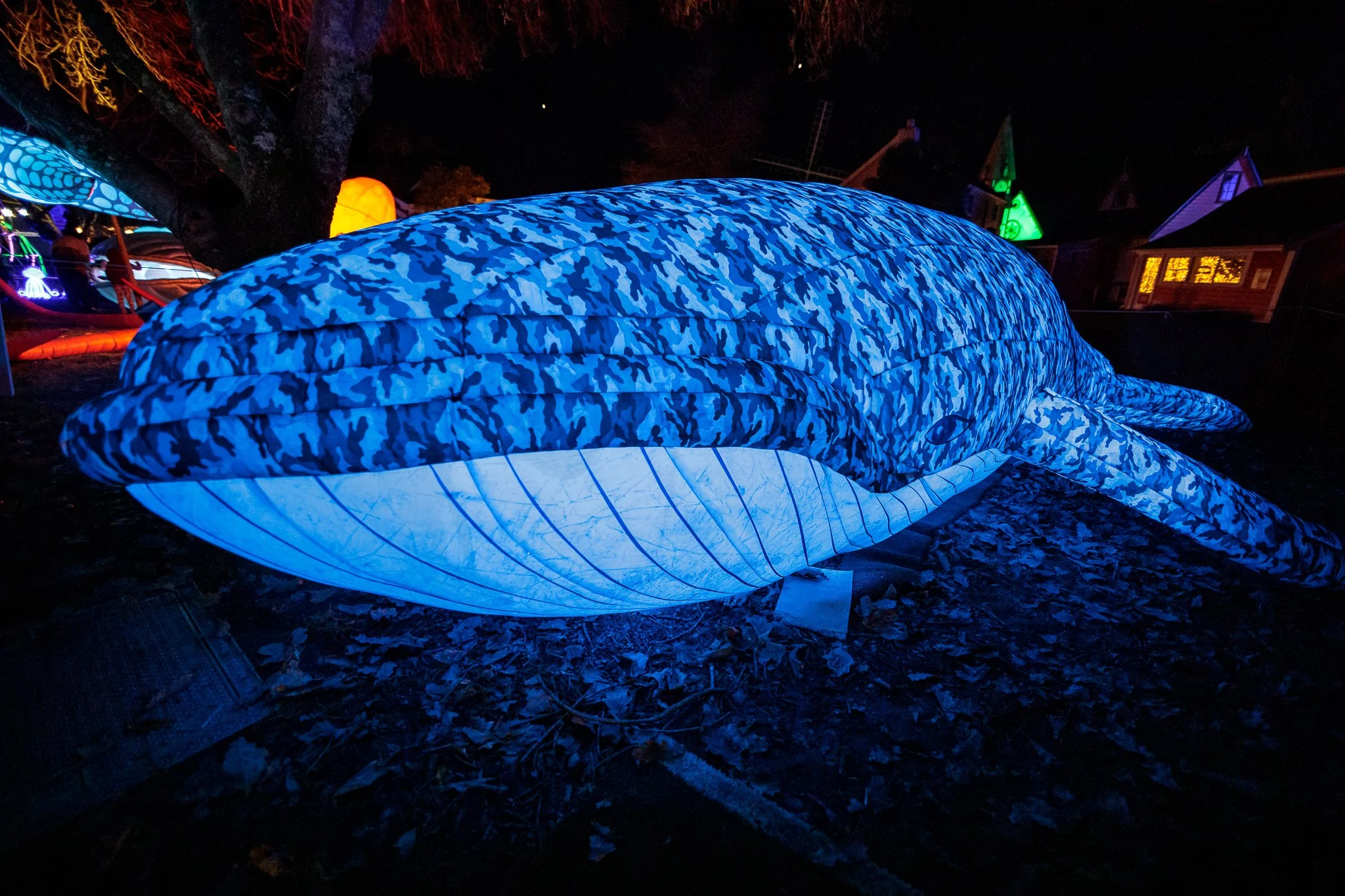 LBP - Illuminate Light Snow - Nelson - 20.JPG