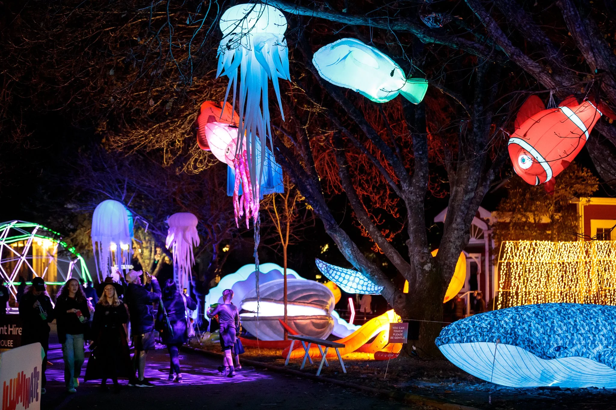 LBP - Illuminate Light Snow - Nelson - 44.JPG