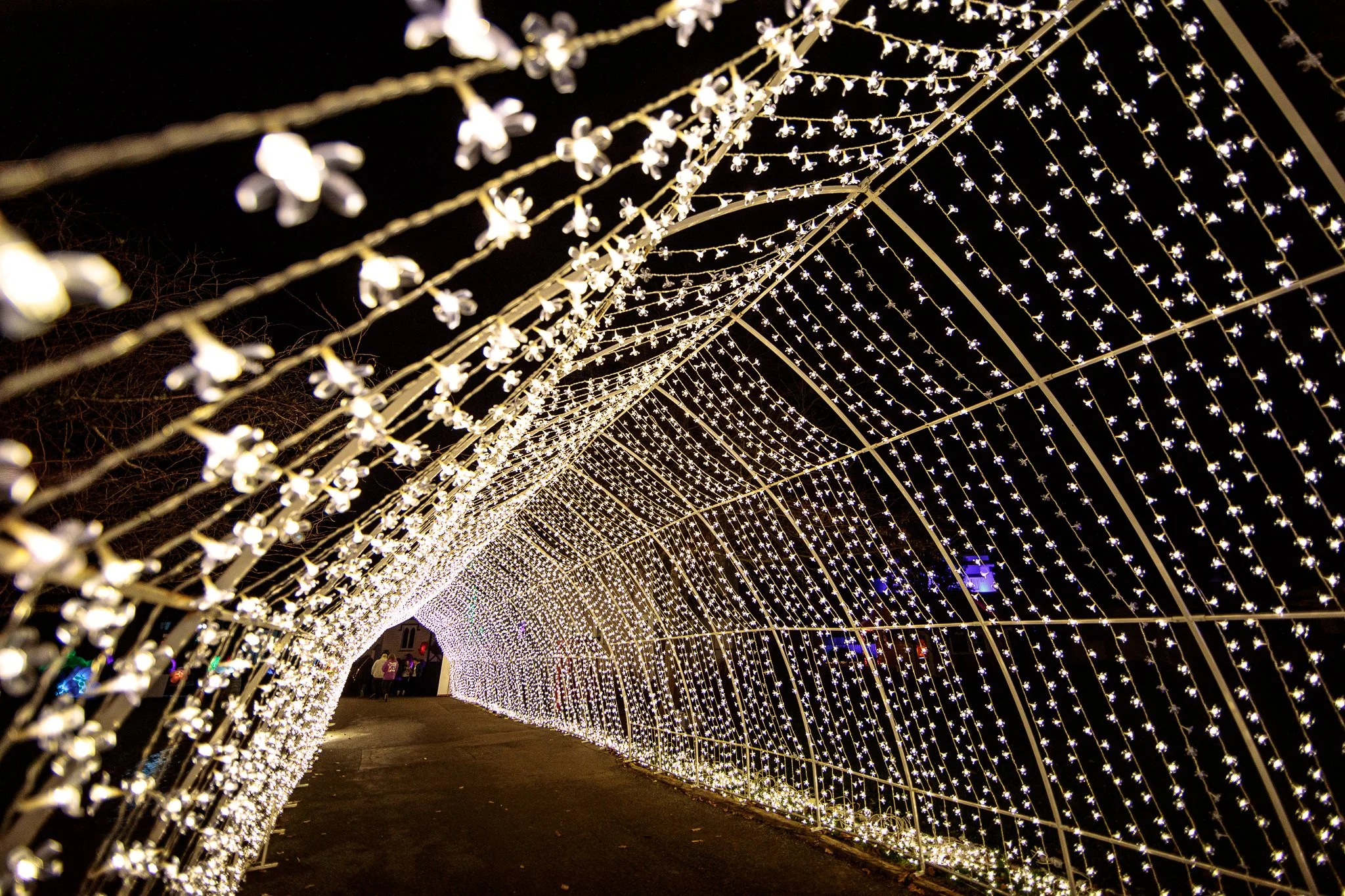 LBP - Illuminate Light Snow - Nelson - 76.JPG