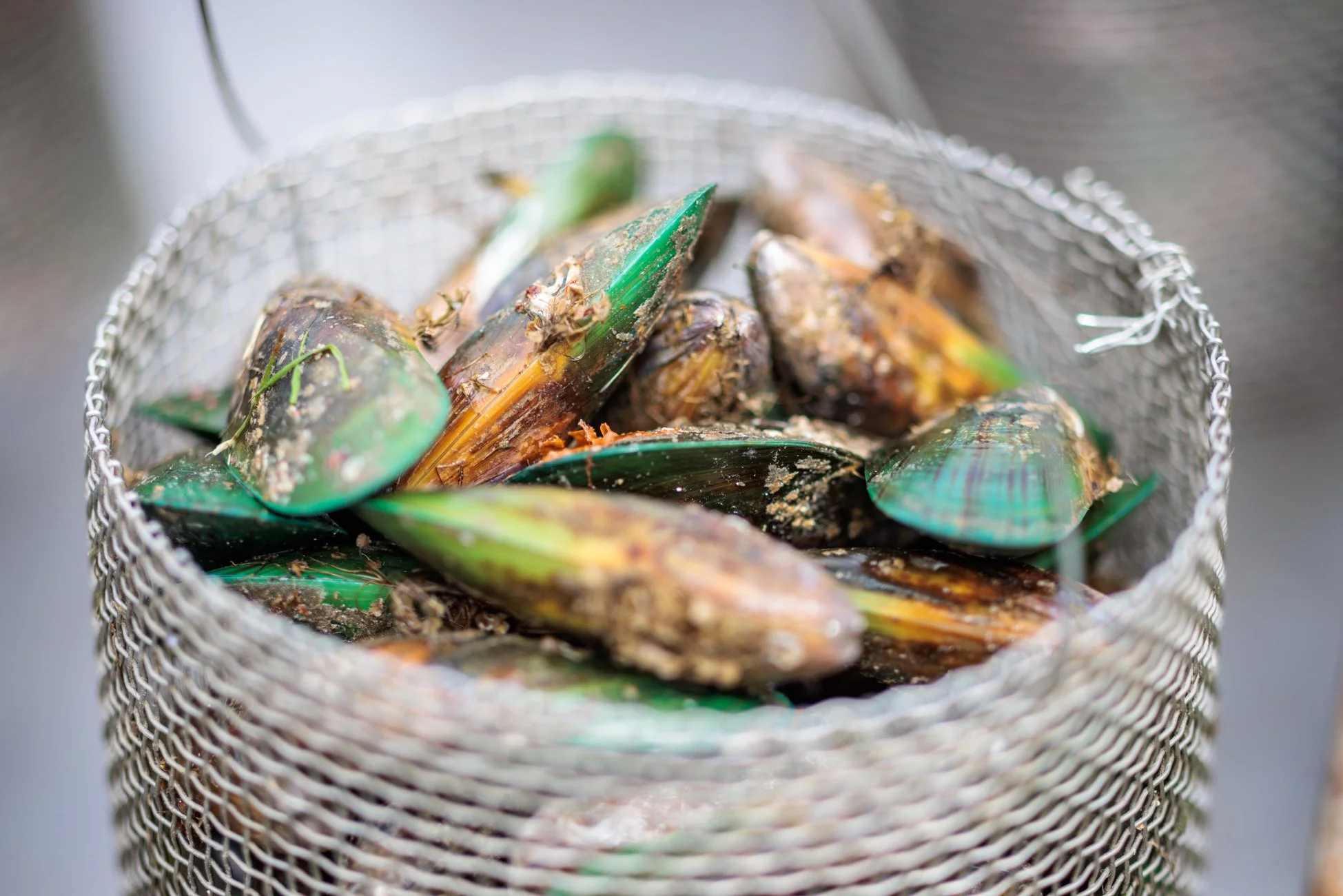 LBP - Havelock Mussel - 2025 - Web Res-201.jpg