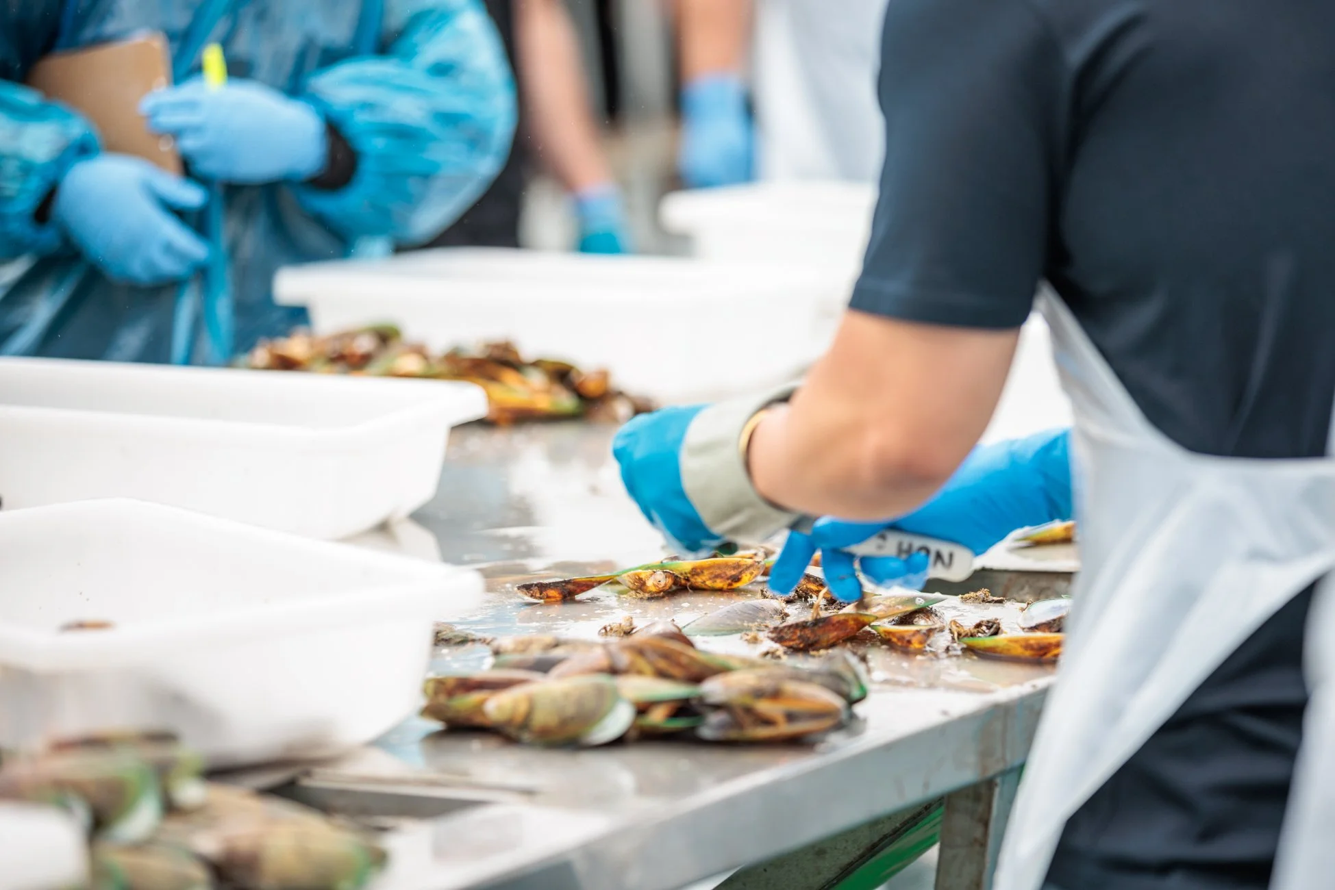 LBP - Havelock Mussel 2026 - Web Res - 32.jpg