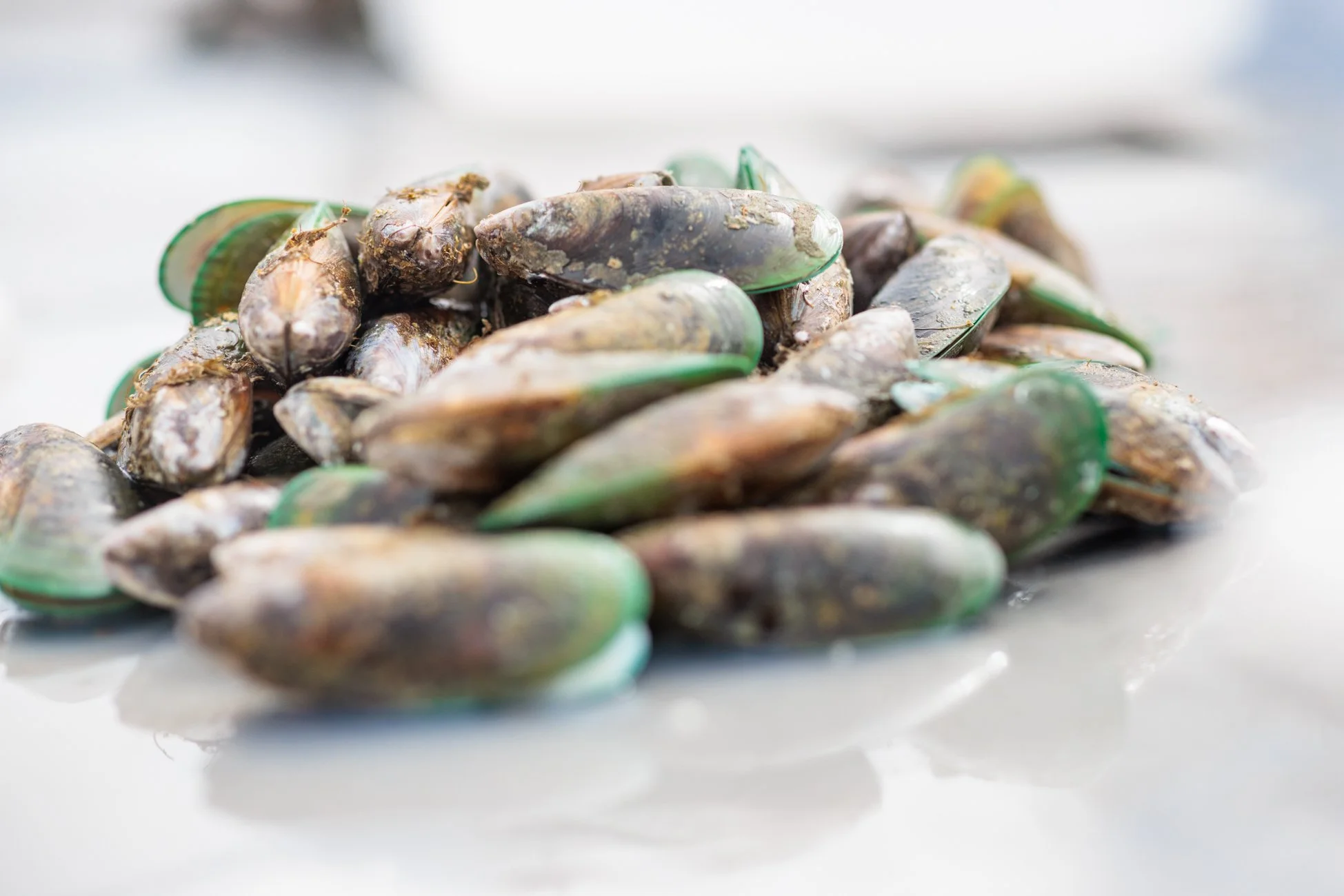 LBP - Havelock Mussel - 2025 - Web Res-122.jpg