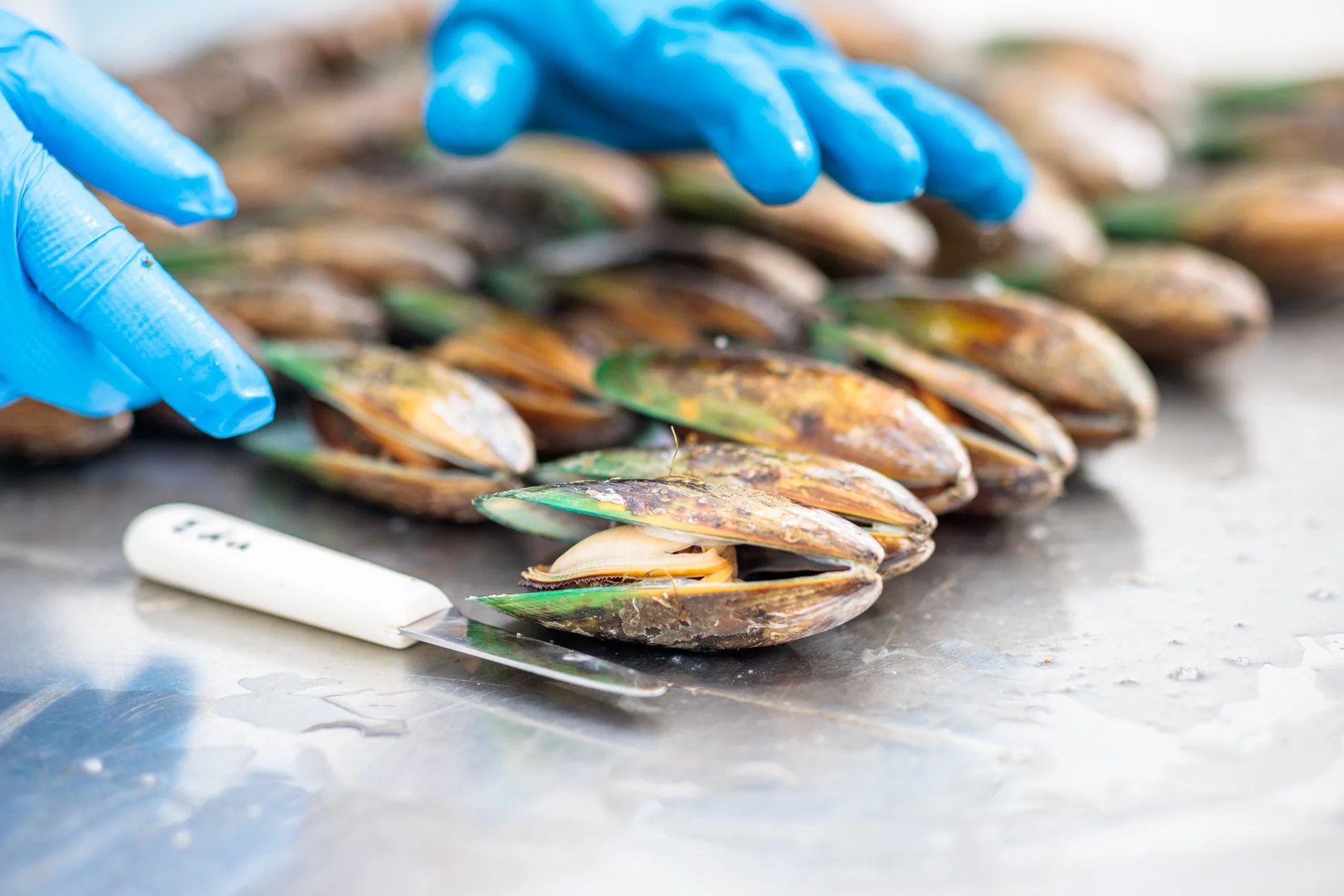 LBP - Havelock Mussel - 2025 - Web Res-129.jpg