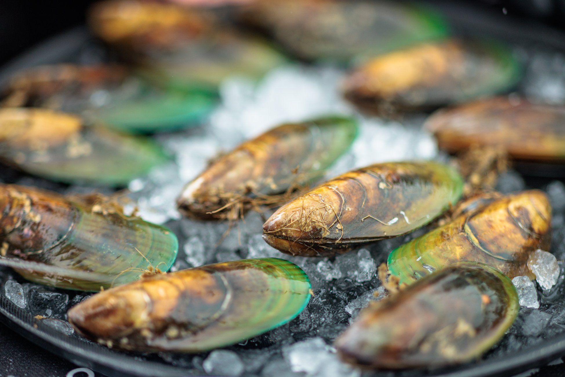 LBP - Havelock Mussel - 2025 - Web Res-225.jpg