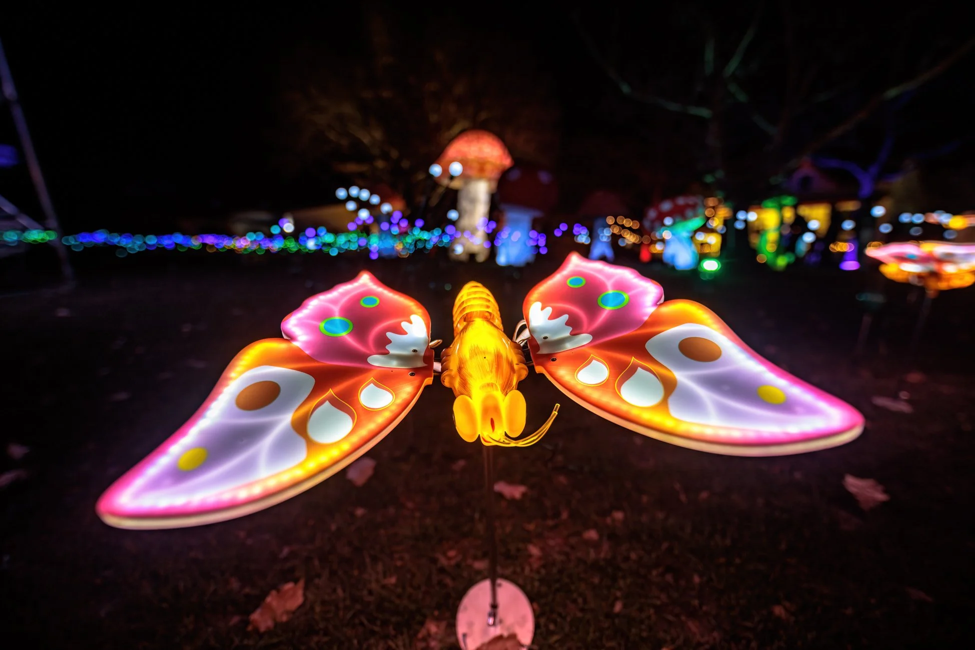 LB Photography - Illuminate 2024 - Nelson - Web  Res - 12.jpg