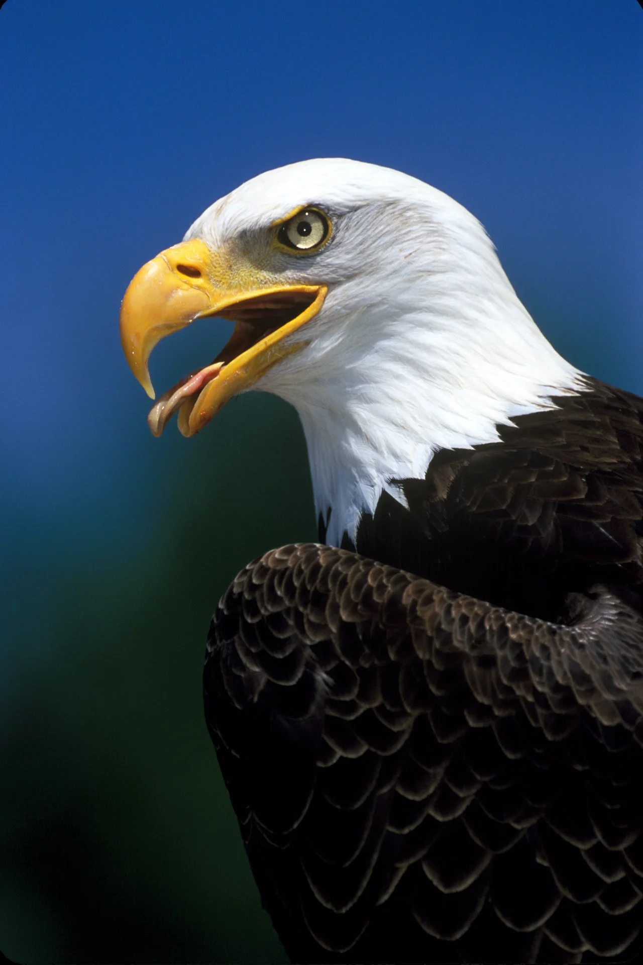 This Baldie Has Something To Say