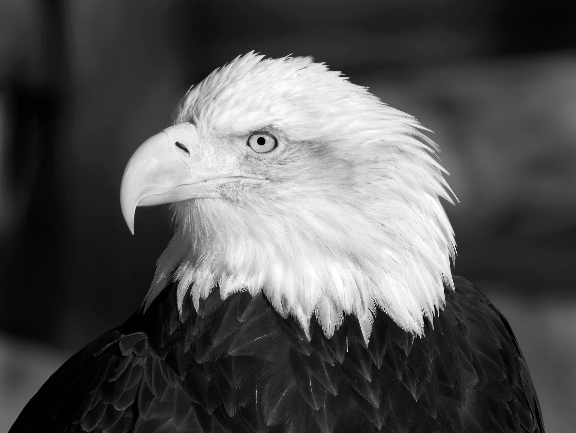 Bald Eagles Work So Well in B&W