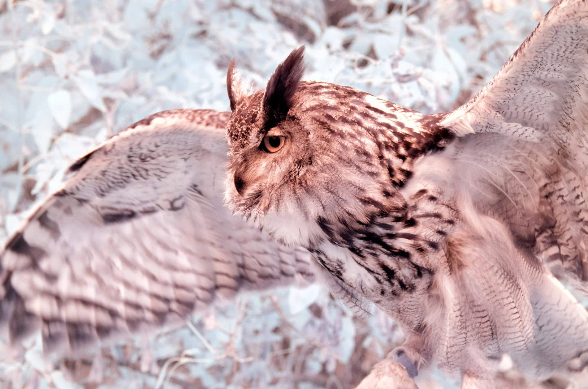 Angled Big Foot Wings Out B&W Inra Red.JPG