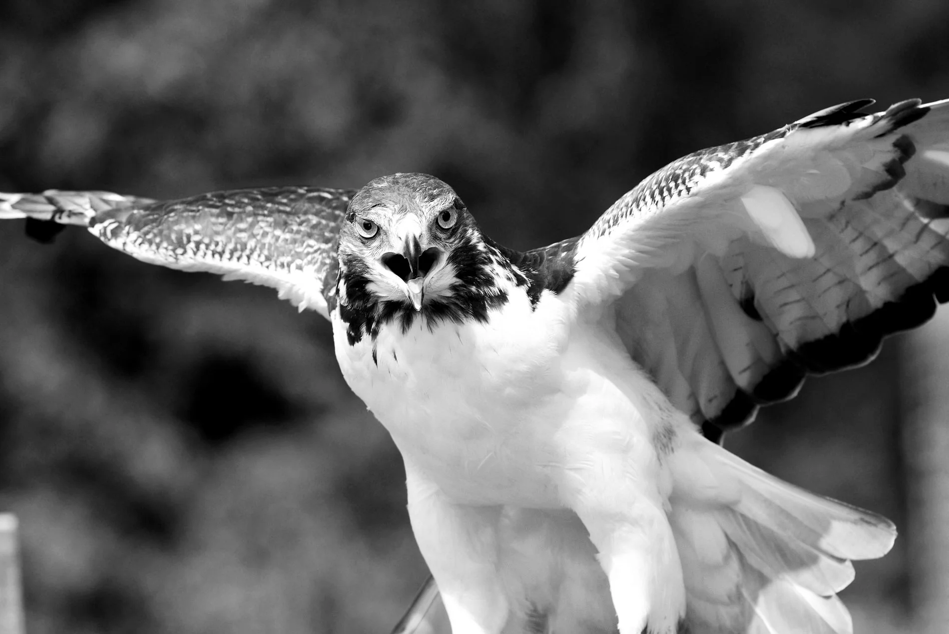 Auger Hawk 0906 B&W.JPG