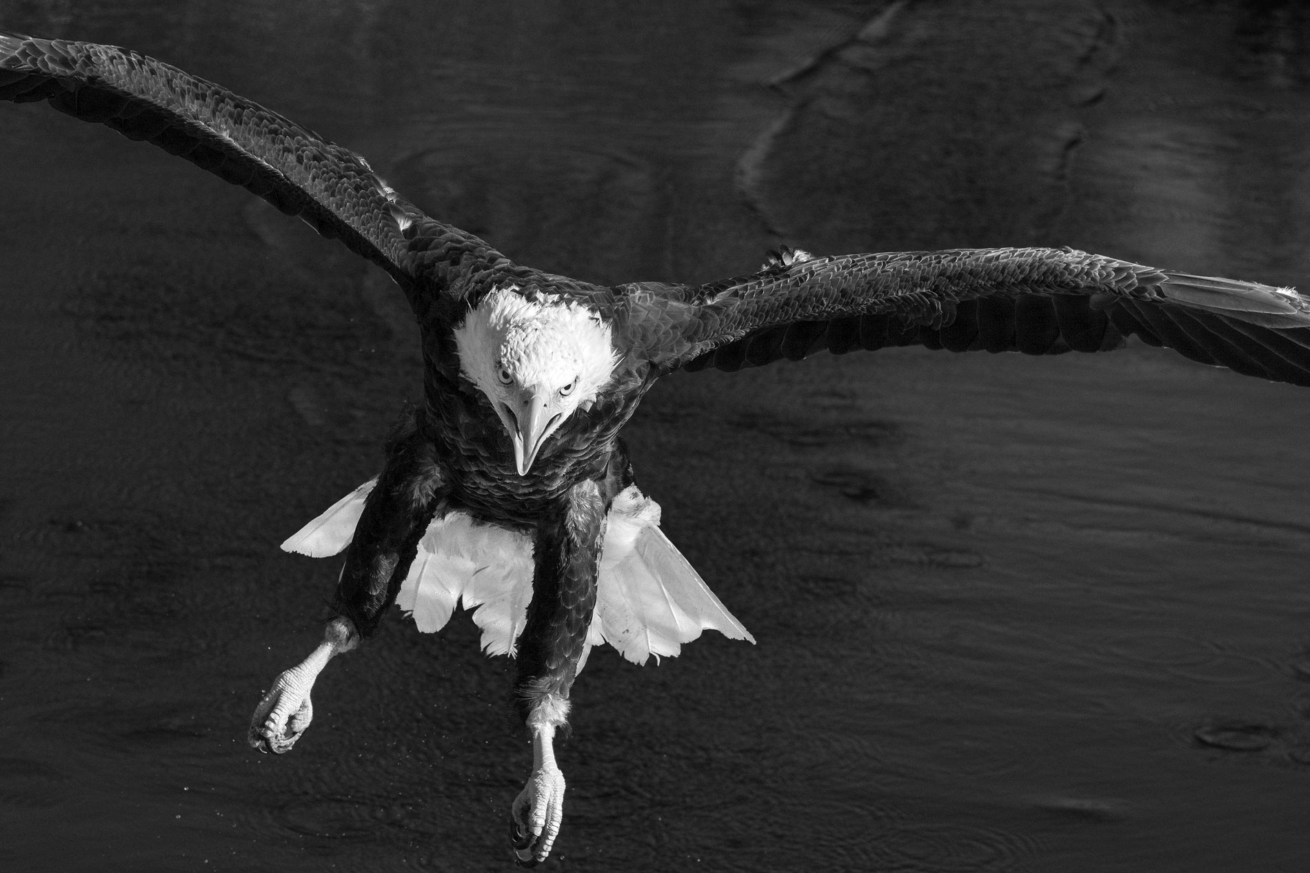 Bald Eagle Skimming Pond B&W.JPG
