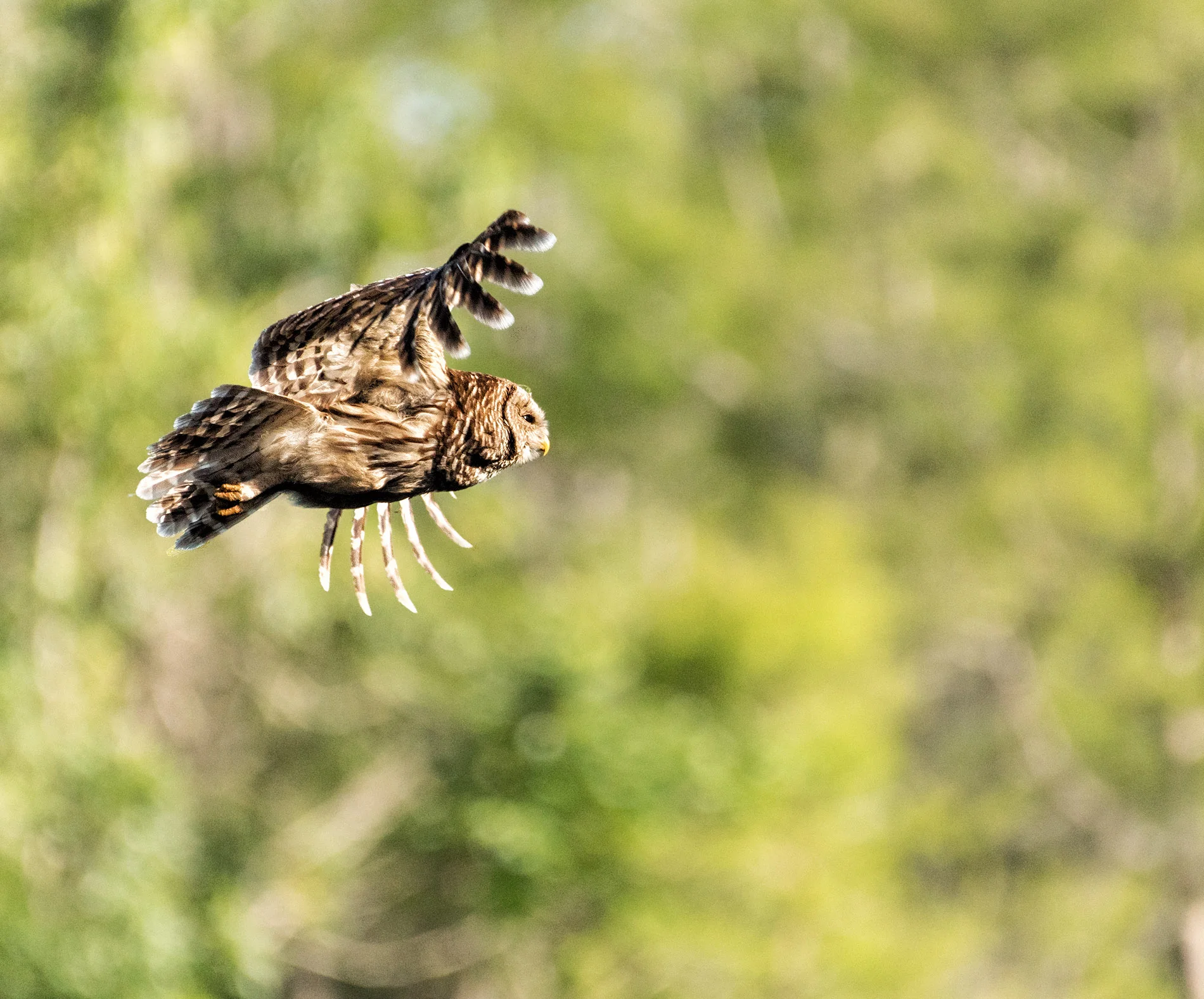 Barred Owl in Flight.JPG
