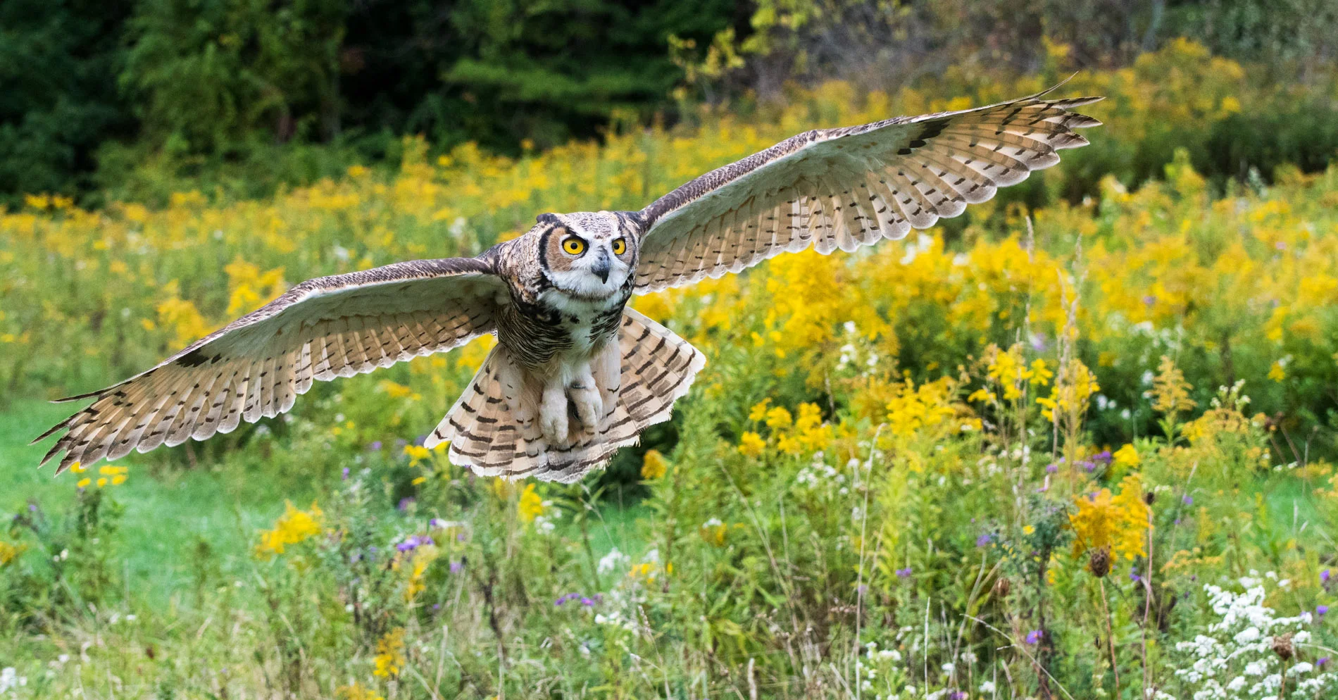 Landing Owl Simcoe 092816.JPG
