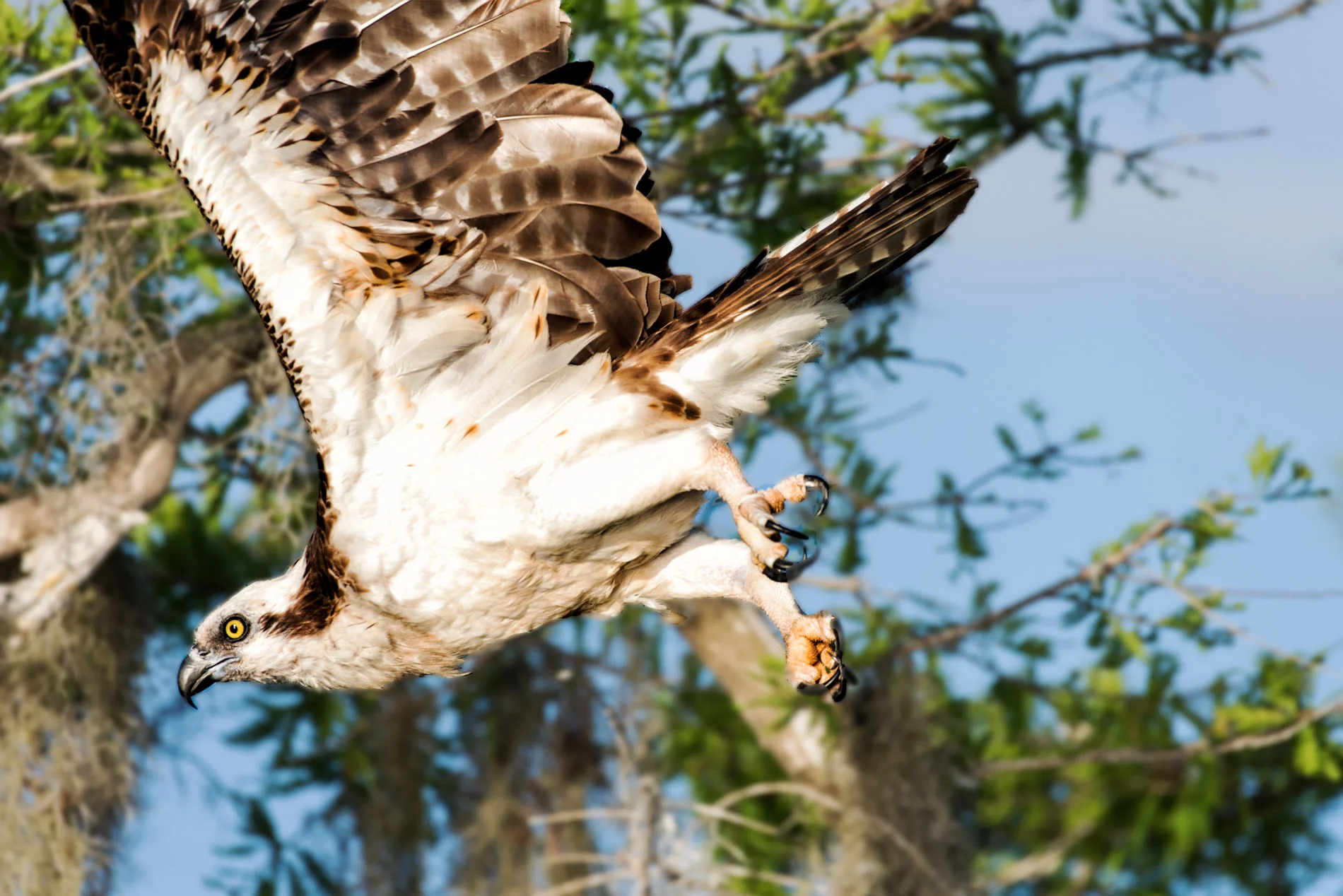 Osprey Just Left The Nest.JPG