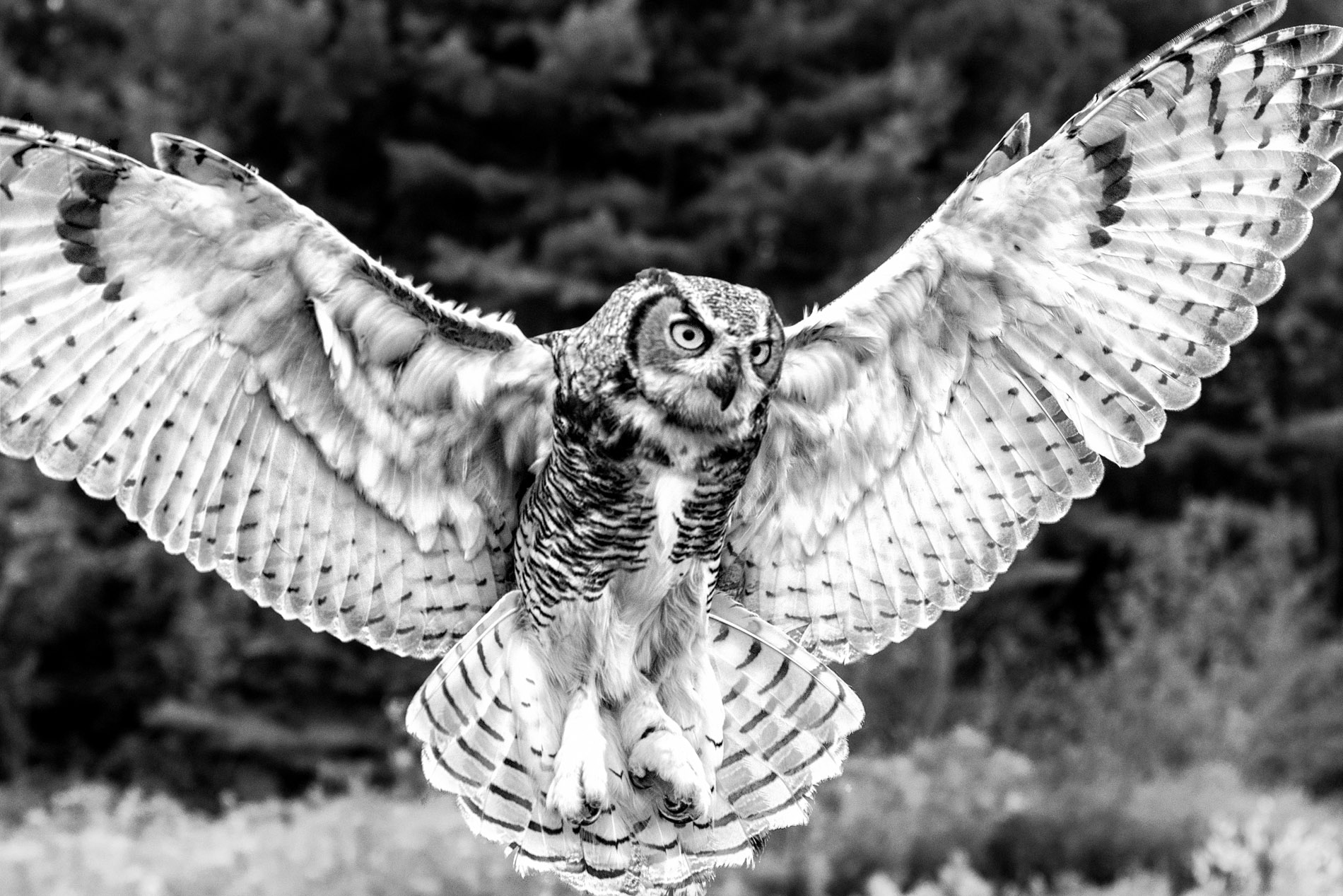 Owl B&W.JPG