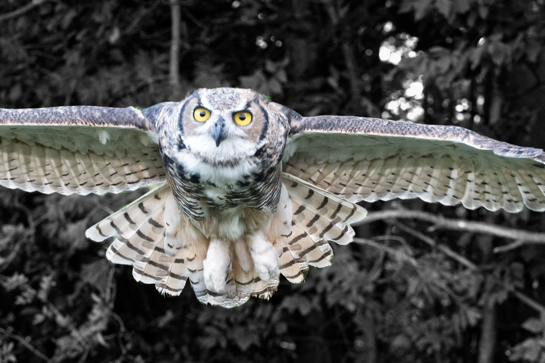 Owl in Flight2 B&W Simcoe.JPG