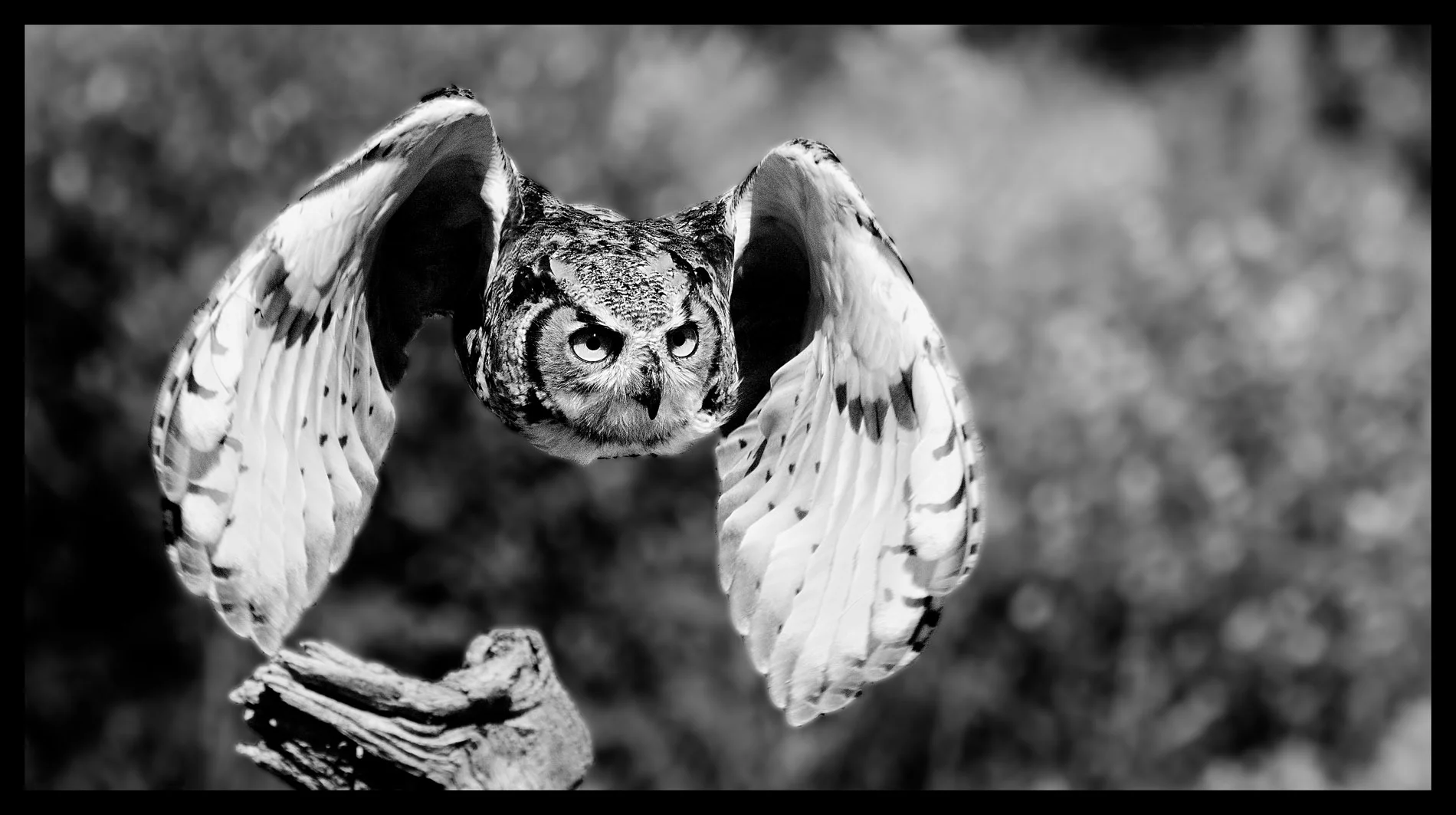 Owl Taking Off From Simcoe B&W.JPG