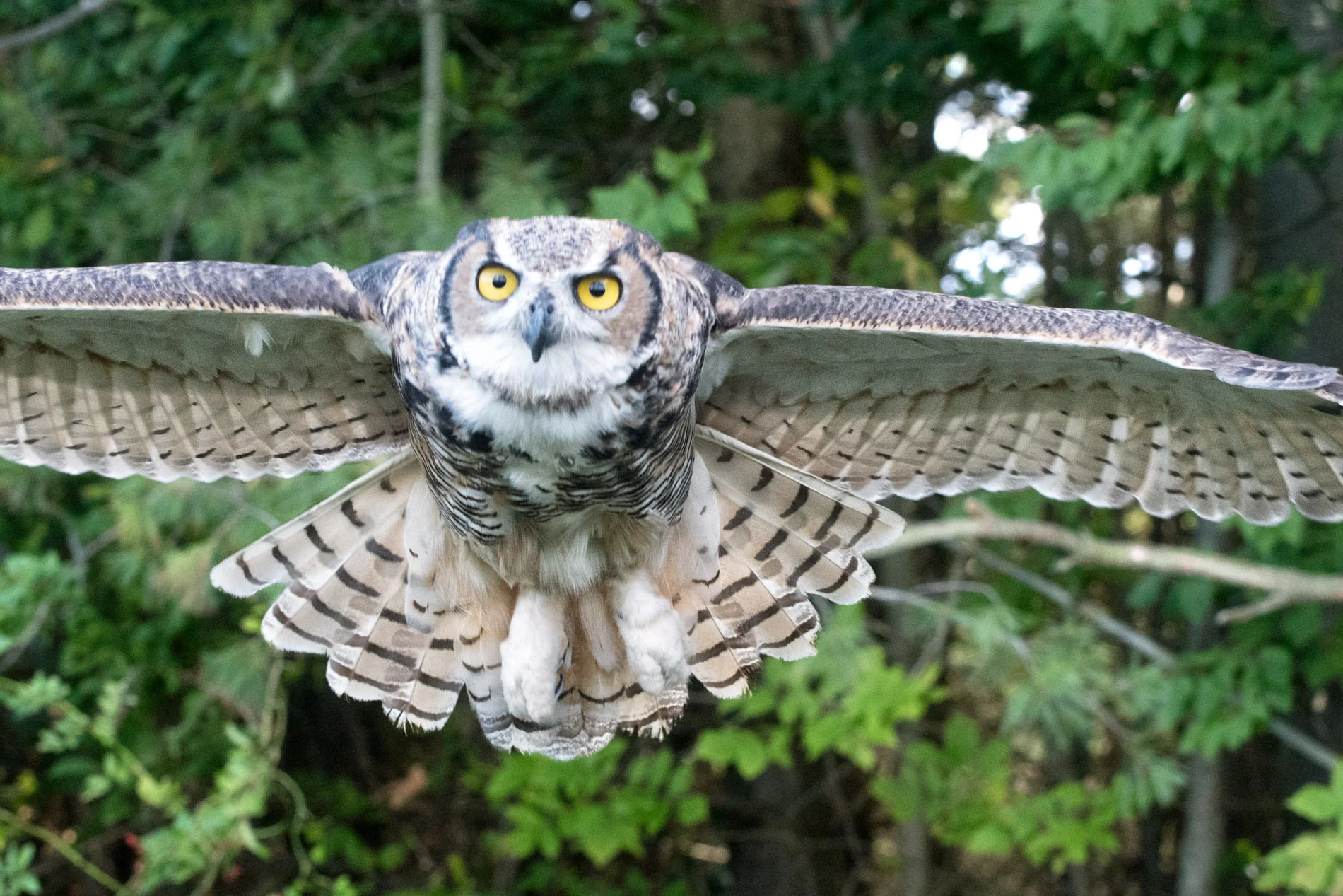 Owl in Flight2 Simcoe.JPG