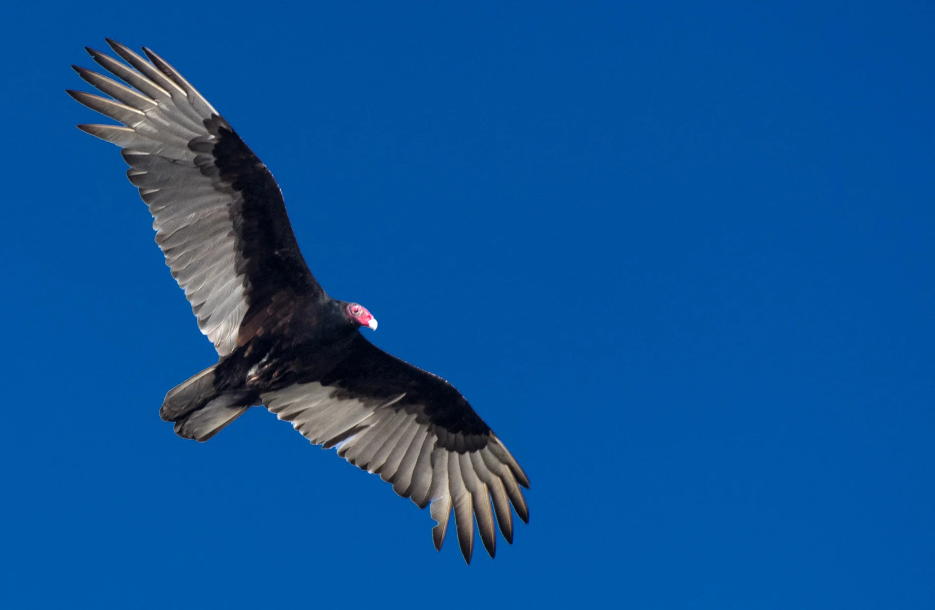 Vulture in Late PM.JPG