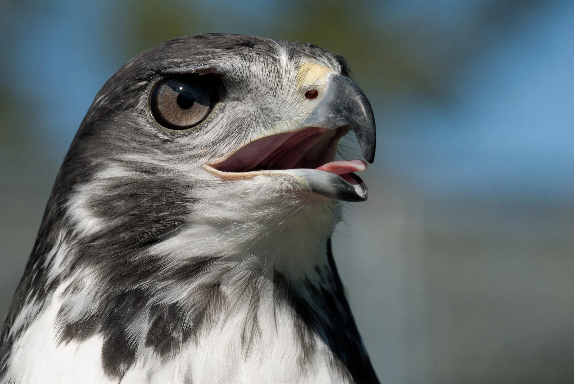Augur Buzzard at Karen's.JPG