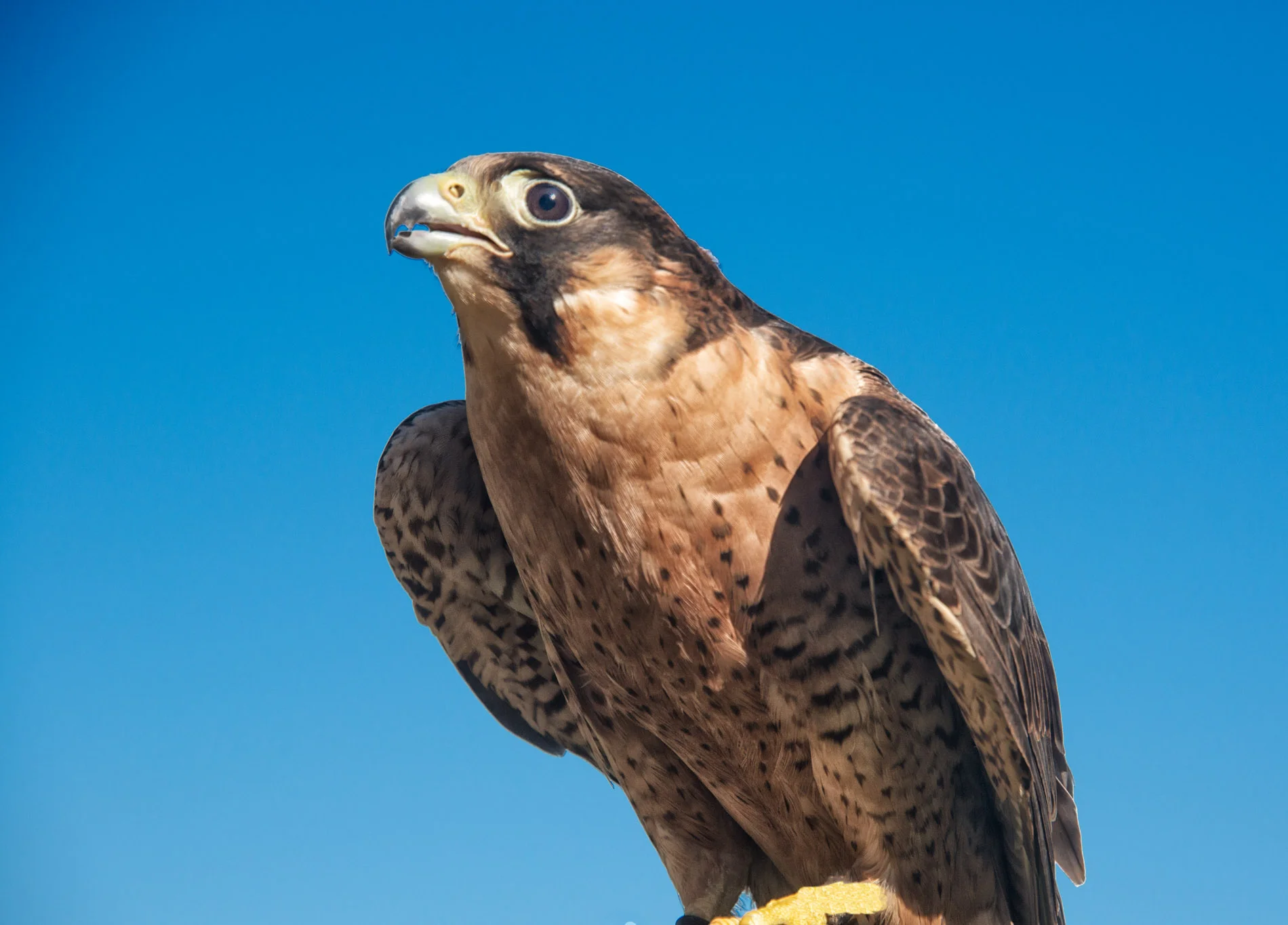 Barbary Looking Up 101314.JPG