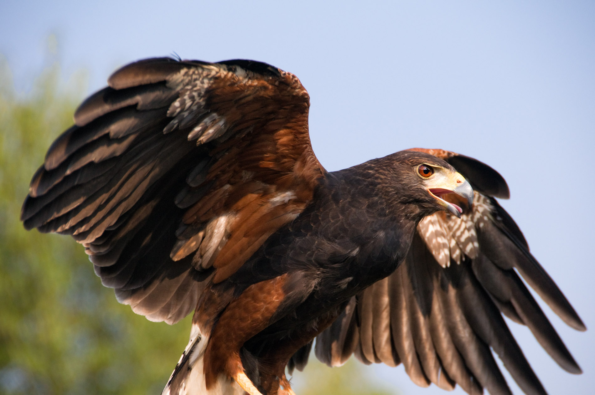 Harris Hawk.JPG