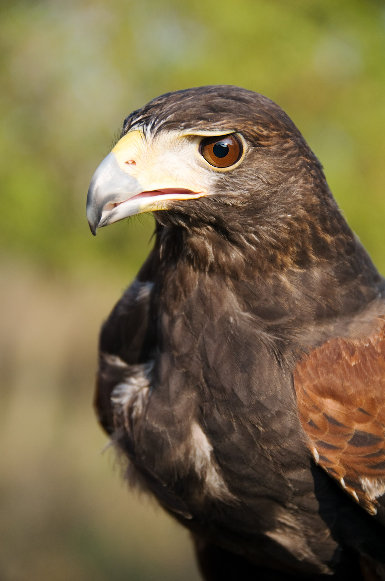 Harris Hawk3.JPG