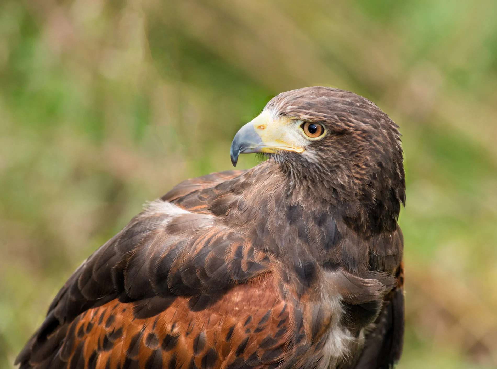 Head Turned Hawk.JPG