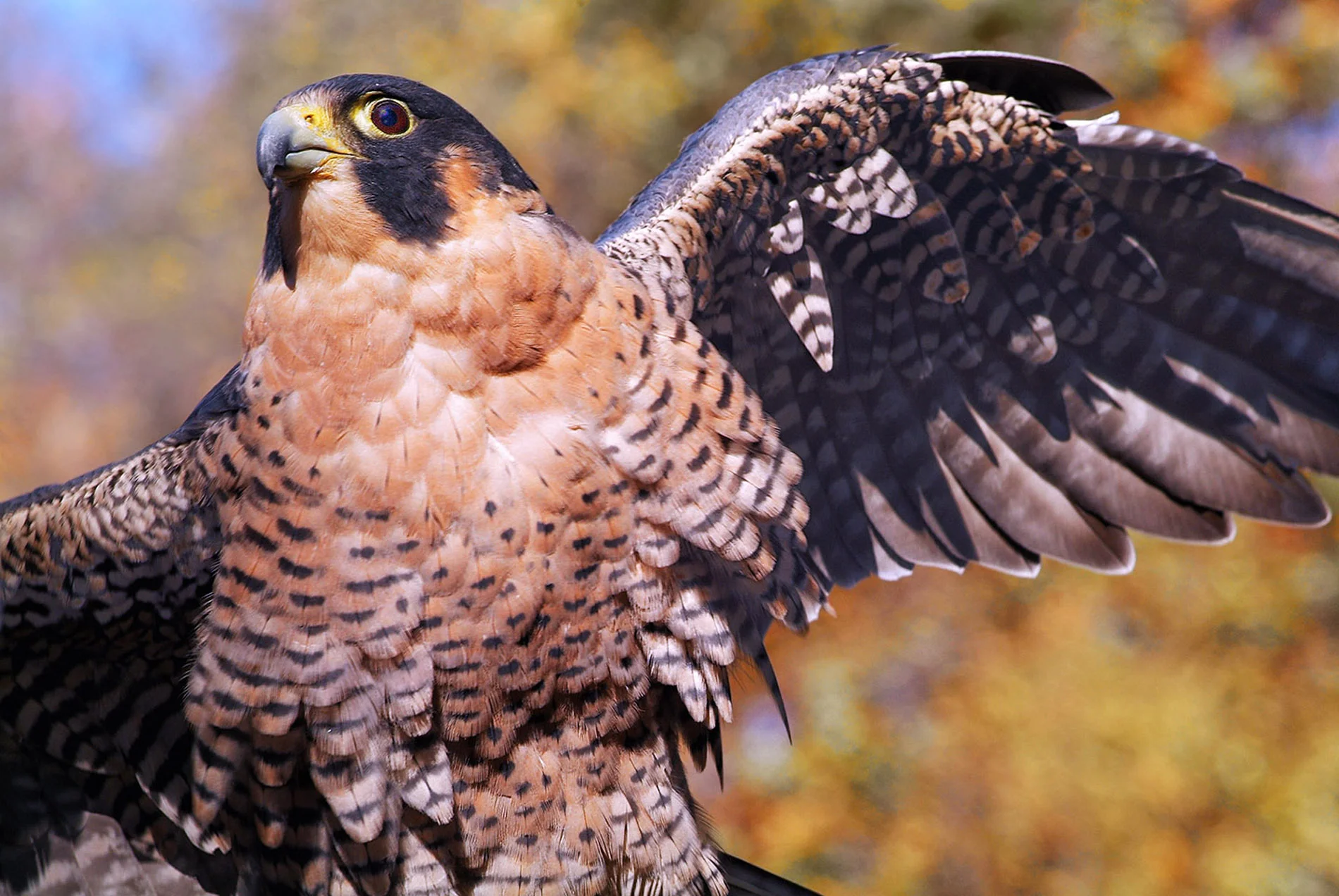 Magnificent Falcon DoP.JPG