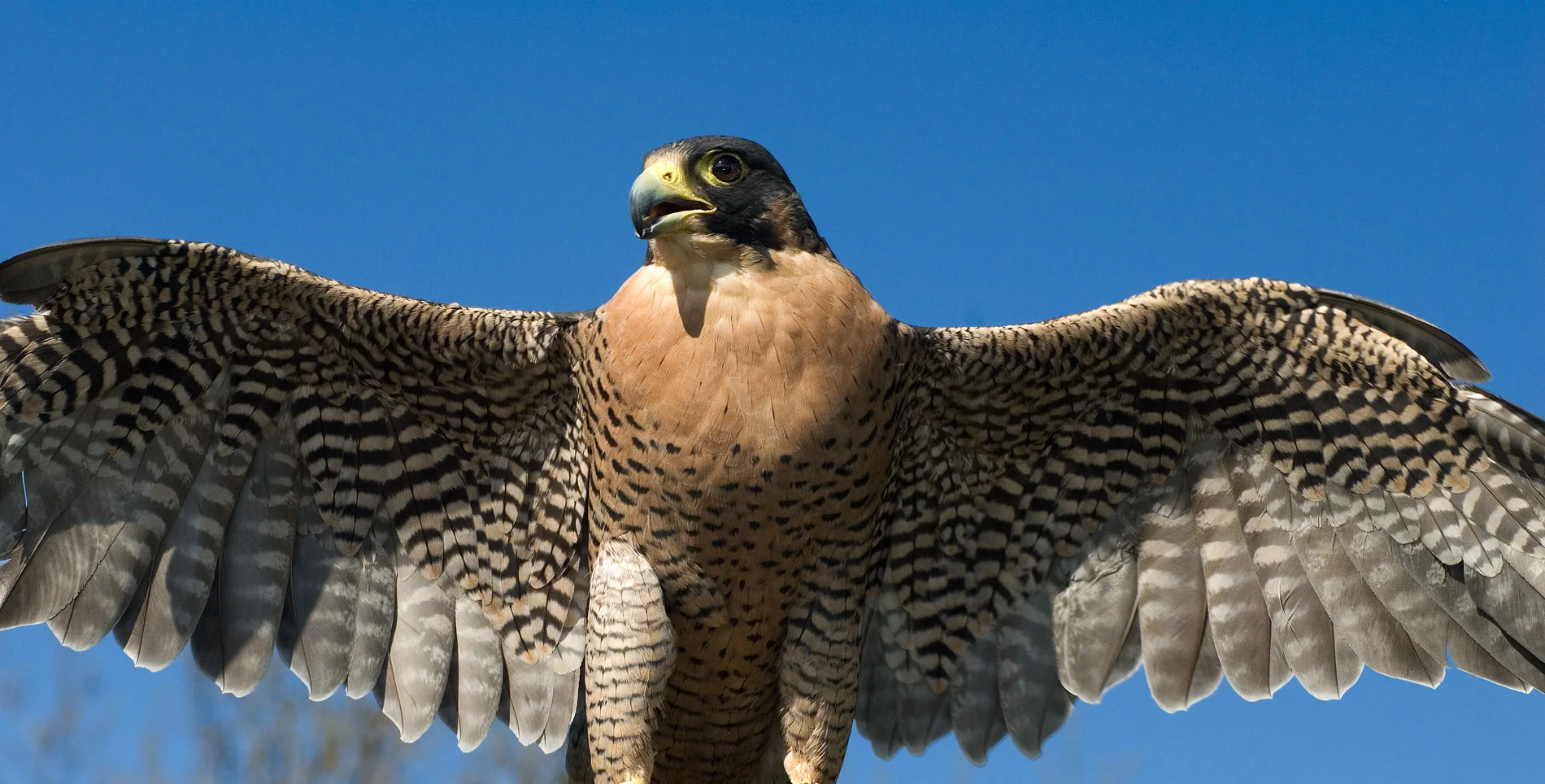 Majestic Falcon.JPG