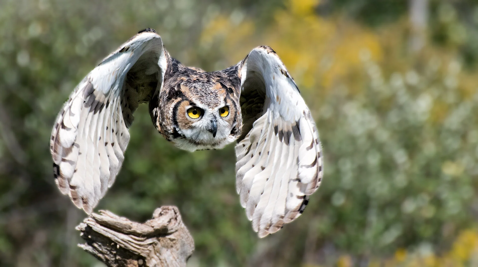 Owl Taking Off From Simcoe.JPG