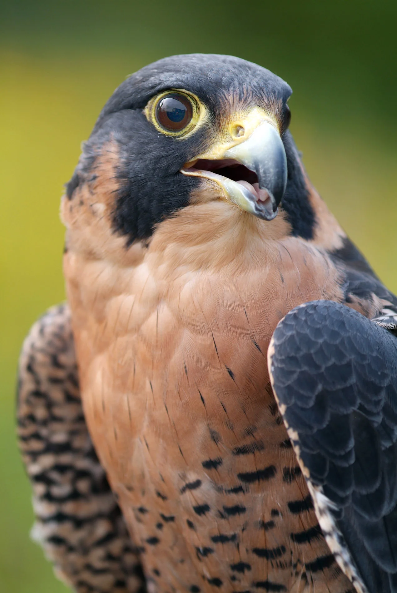 Peregrine Falcon.JPG