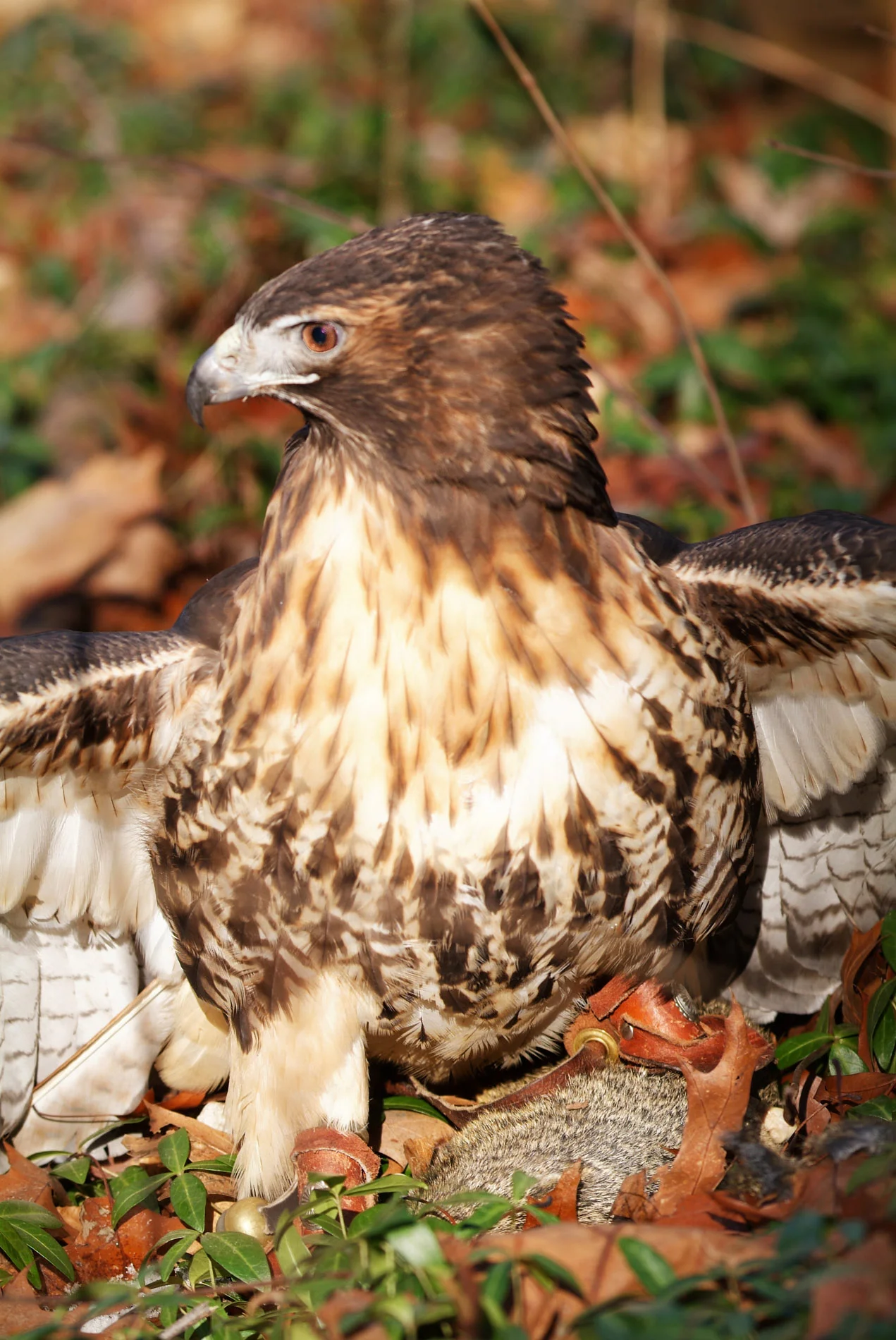 Red Tail Hawk 1 Squirrel 0.JPG